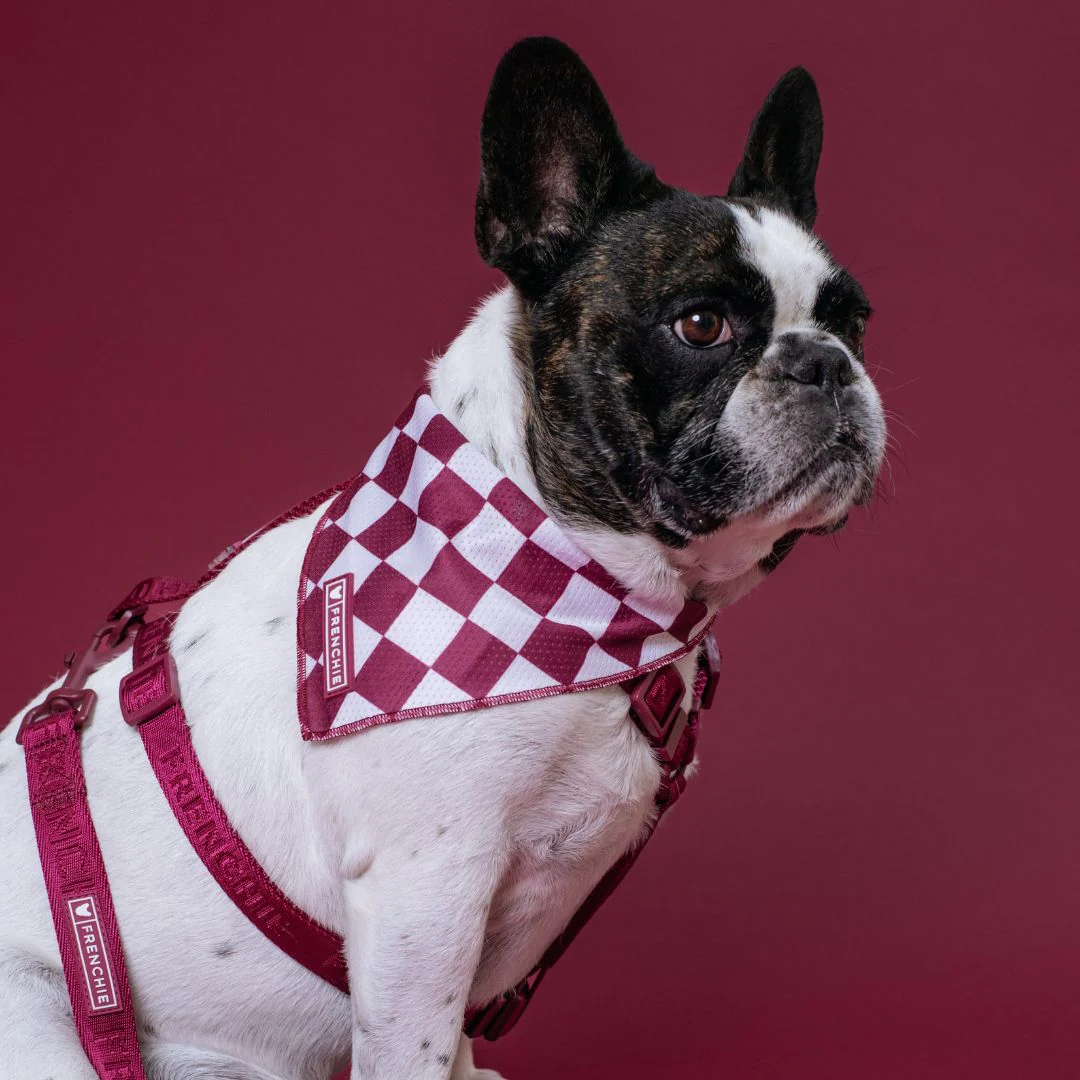 Frenchie Cooling Bandana - Ruby - Image 2