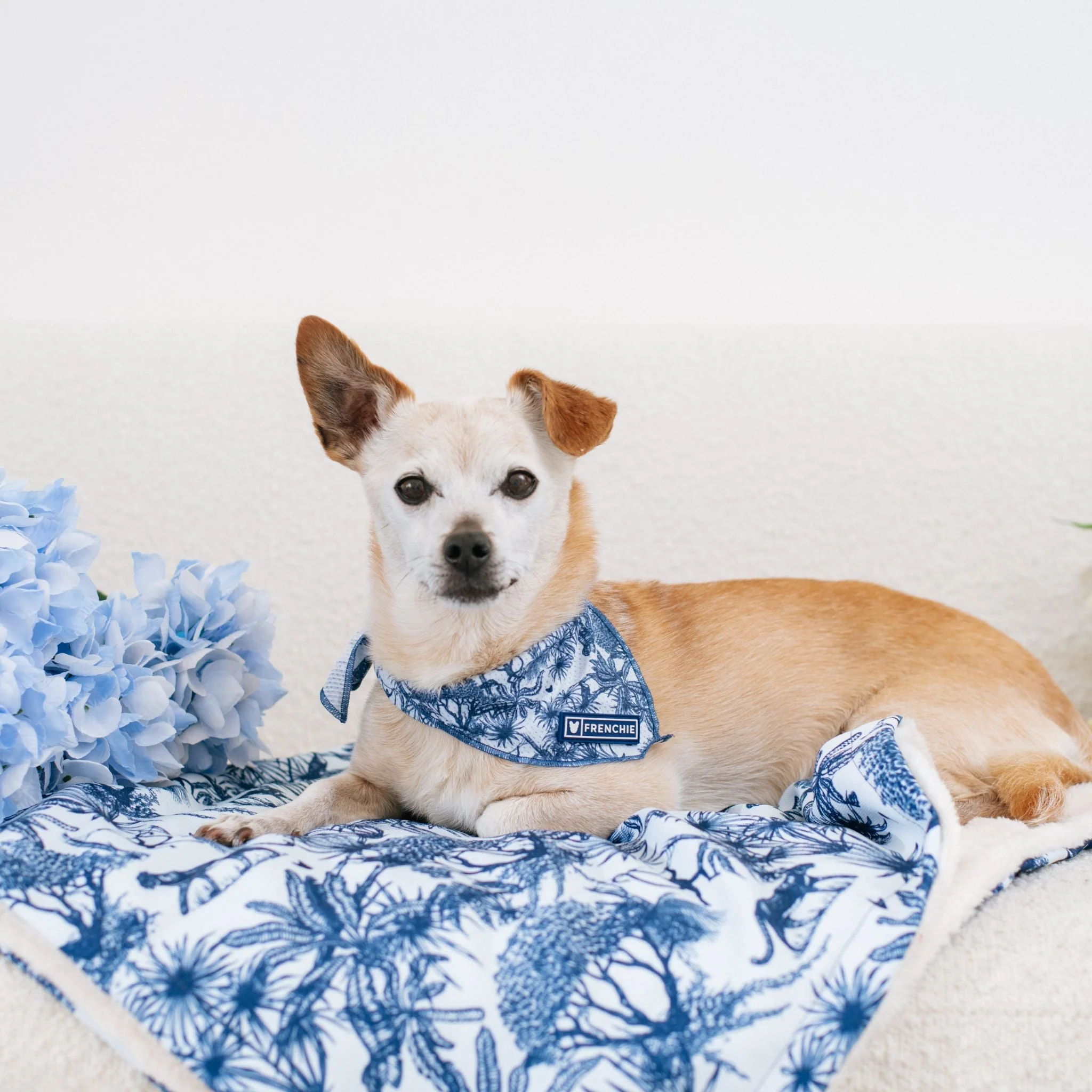 Frenchie Cooling Bandana - Toile (Blue) - Image 4