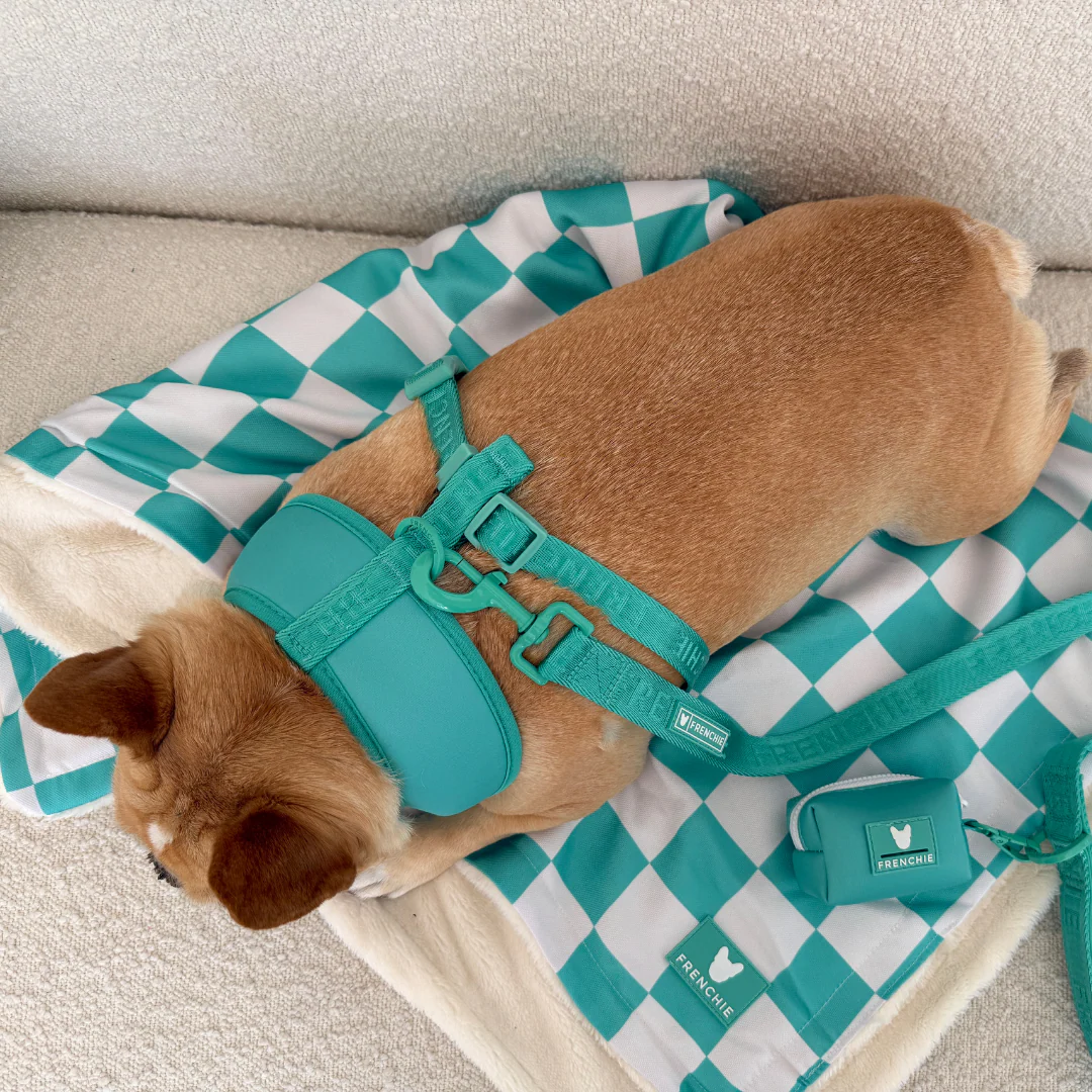 Frenchie Duo Reversible Harness - Aqua - Image 11