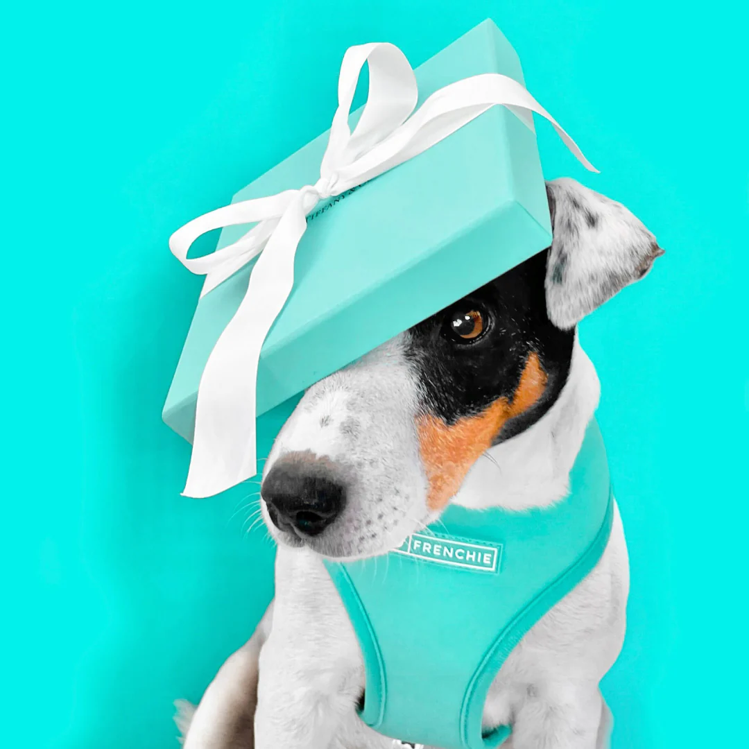 Frenchie Duo Reversible Harness - Aqua - Image 5