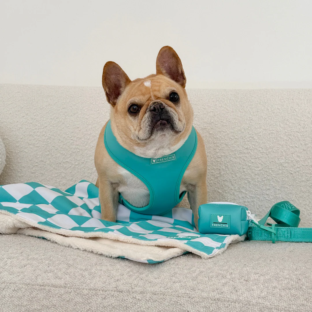 Frenchie Duo Reversible Harness - Aqua - Image 8