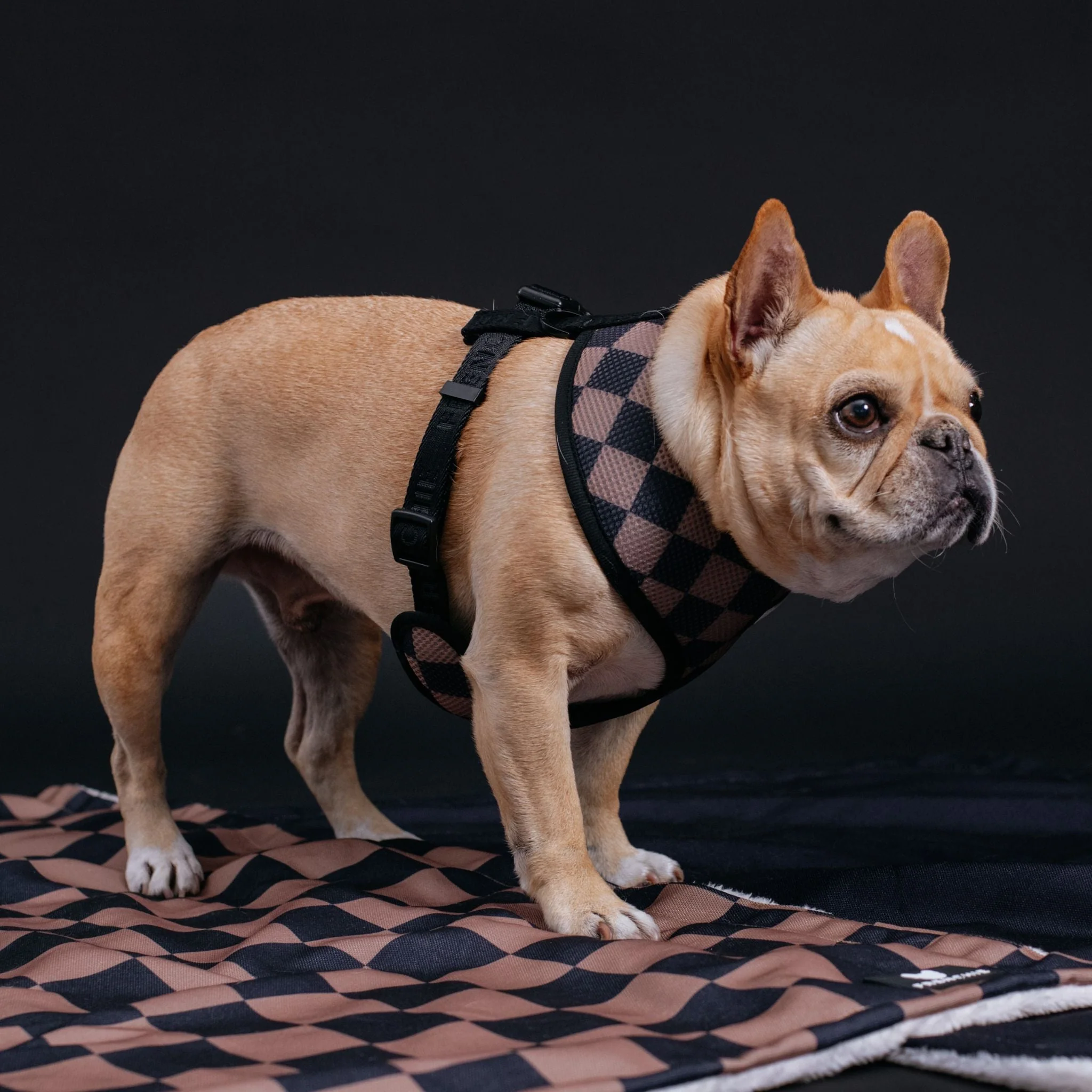 Frenchie Duo Reversible Harness - Black - Image 3
