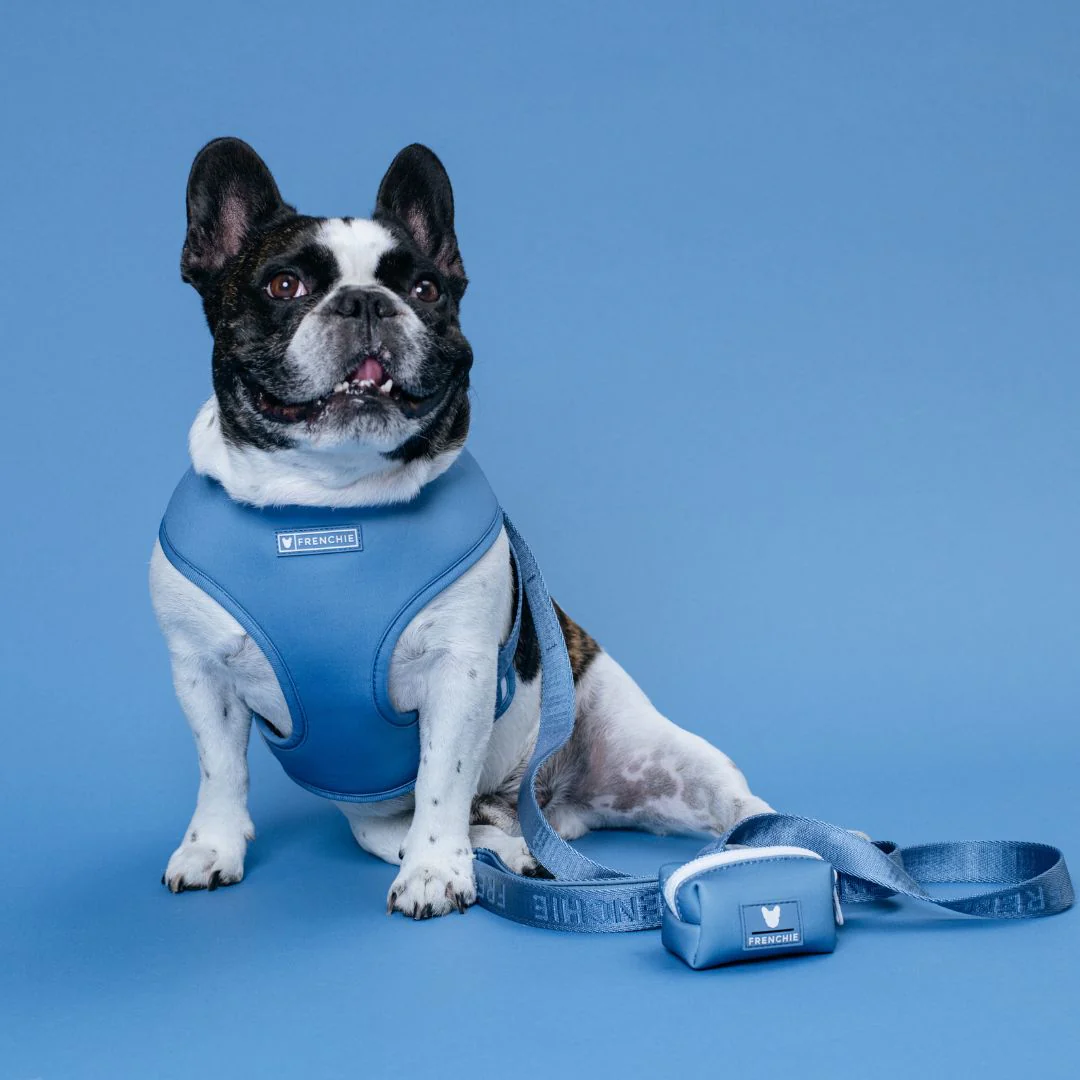 Frenchie Duo Reversible Harness - Blue Steel - Image 2