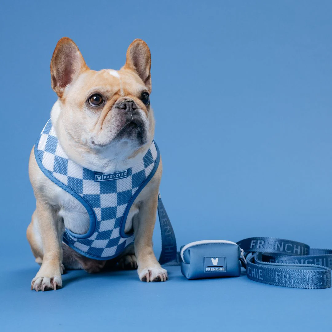 Frenchie Duo Reversible Harness - Blue Steel - Image 3