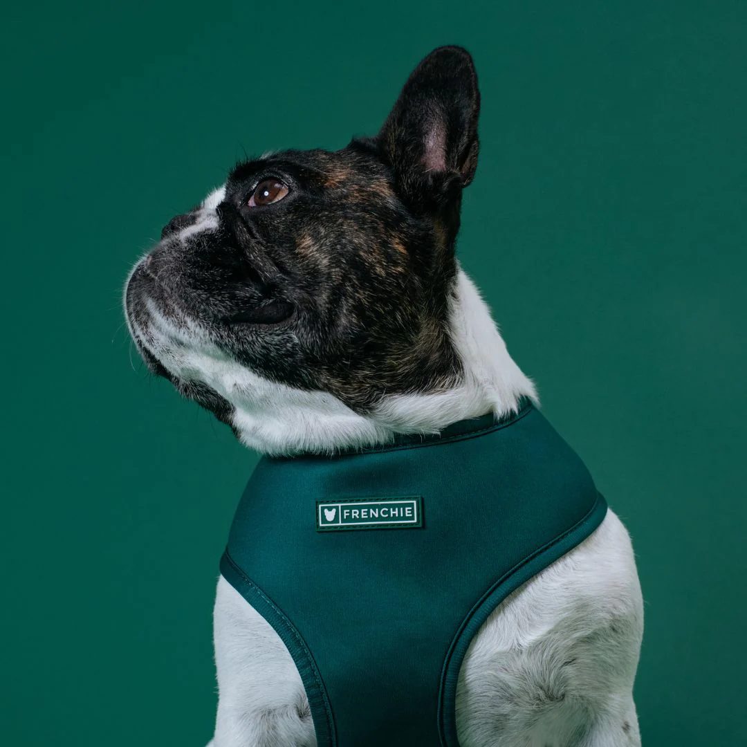 Frenchie Duo Reversible Harness - Emerald City - Image 2