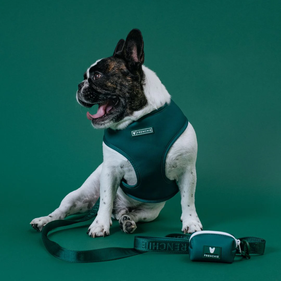 Frenchie Duo Reversible Harness - Emerald City - Image 5