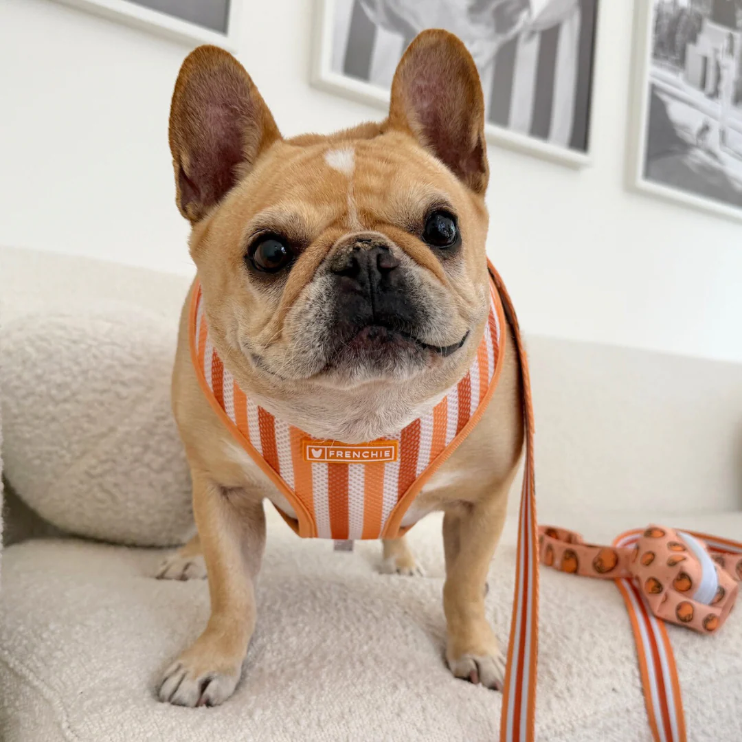 Frenchie Duo Reversible Harness - French Potato - Image 8