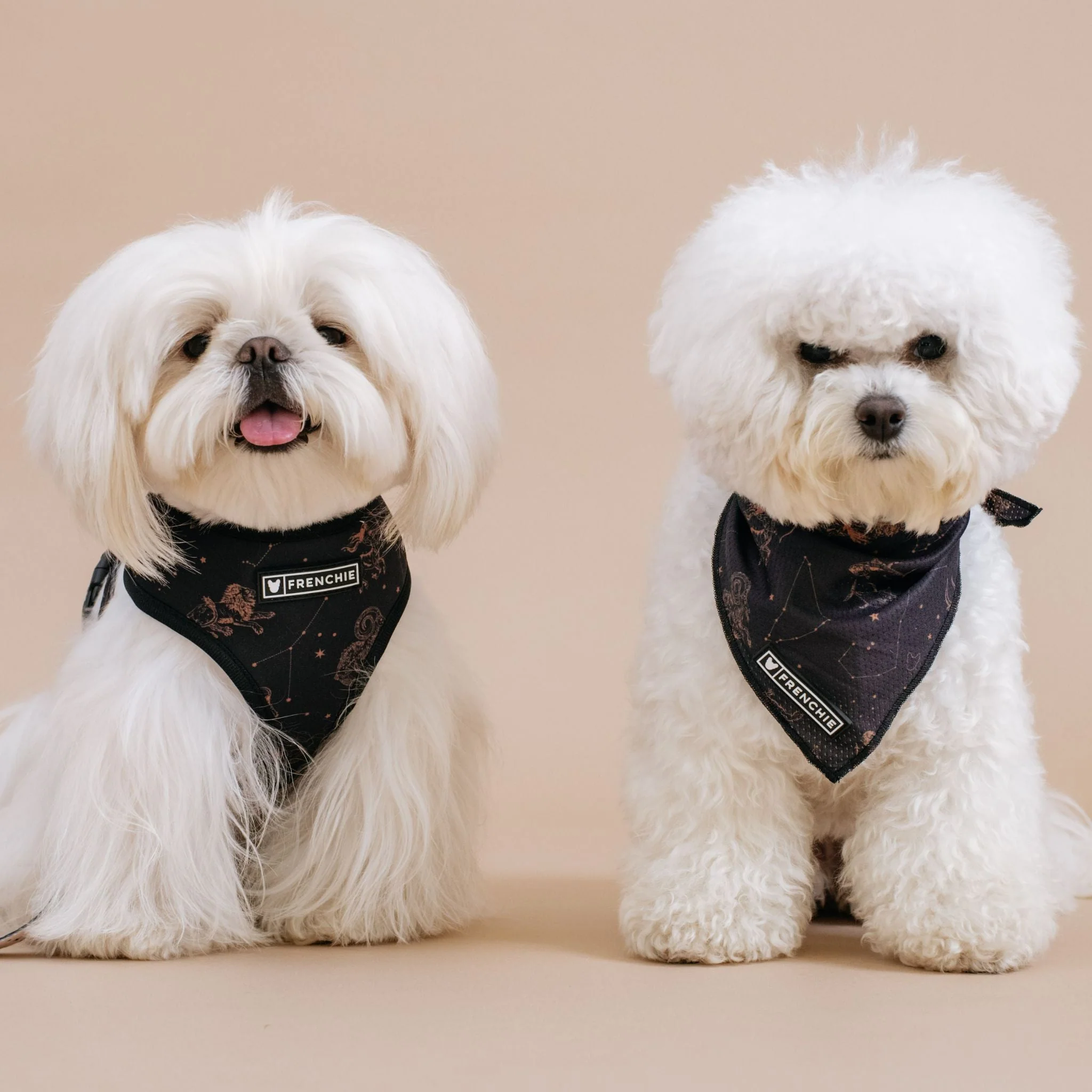 Frenchie Duo Reversible Harness - Horoscope - Image 5