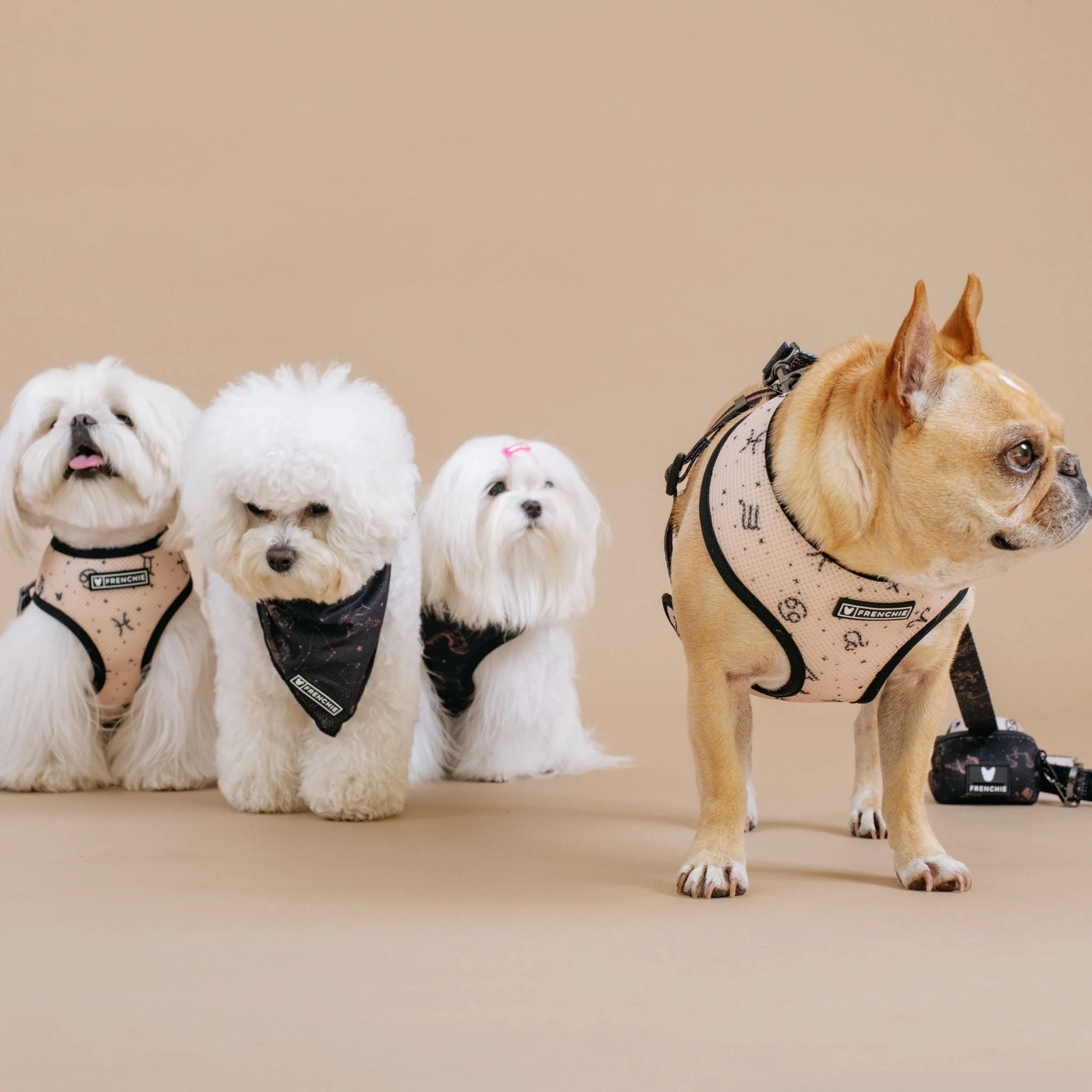 Frenchie Duo Reversible Harness - Horoscope - Image 7