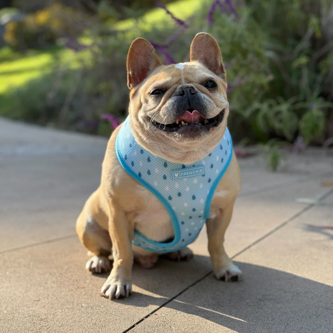Frenchie Duo Reversible Harness - Its Raining Frenchies - Image 6