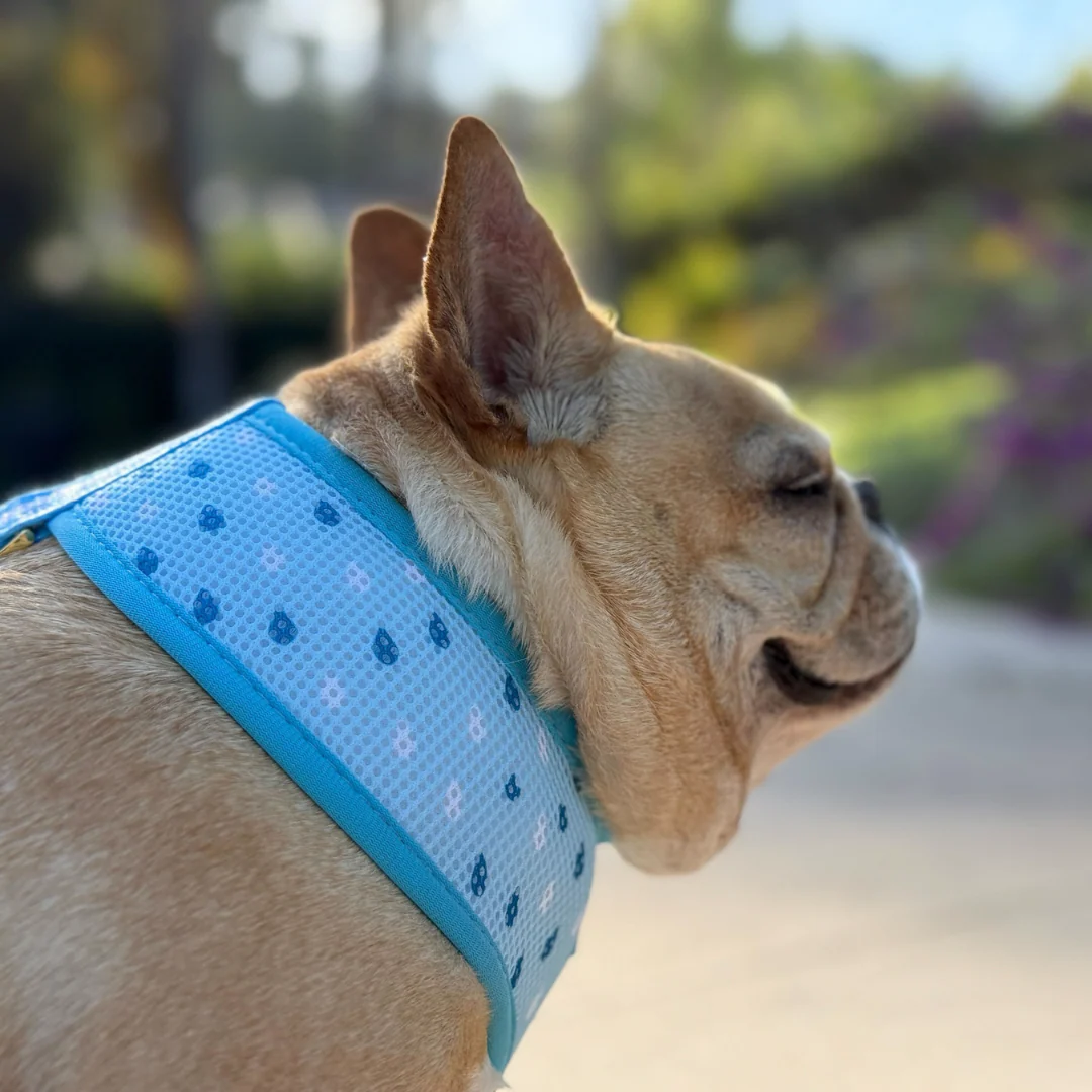 Frenchie Duo Reversible Harness - Its Raining Frenchies - Image 9