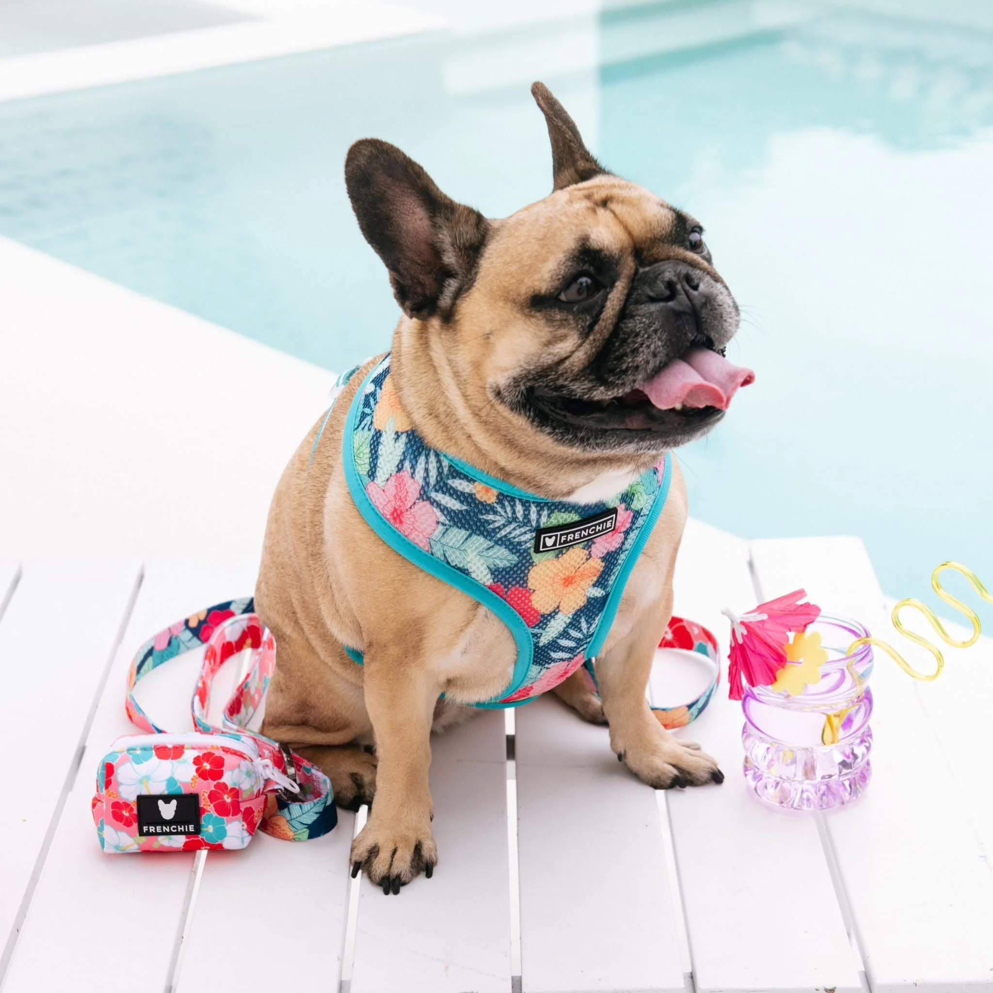 Frenchie Duo Reversible Harness - Paradise - Image 10