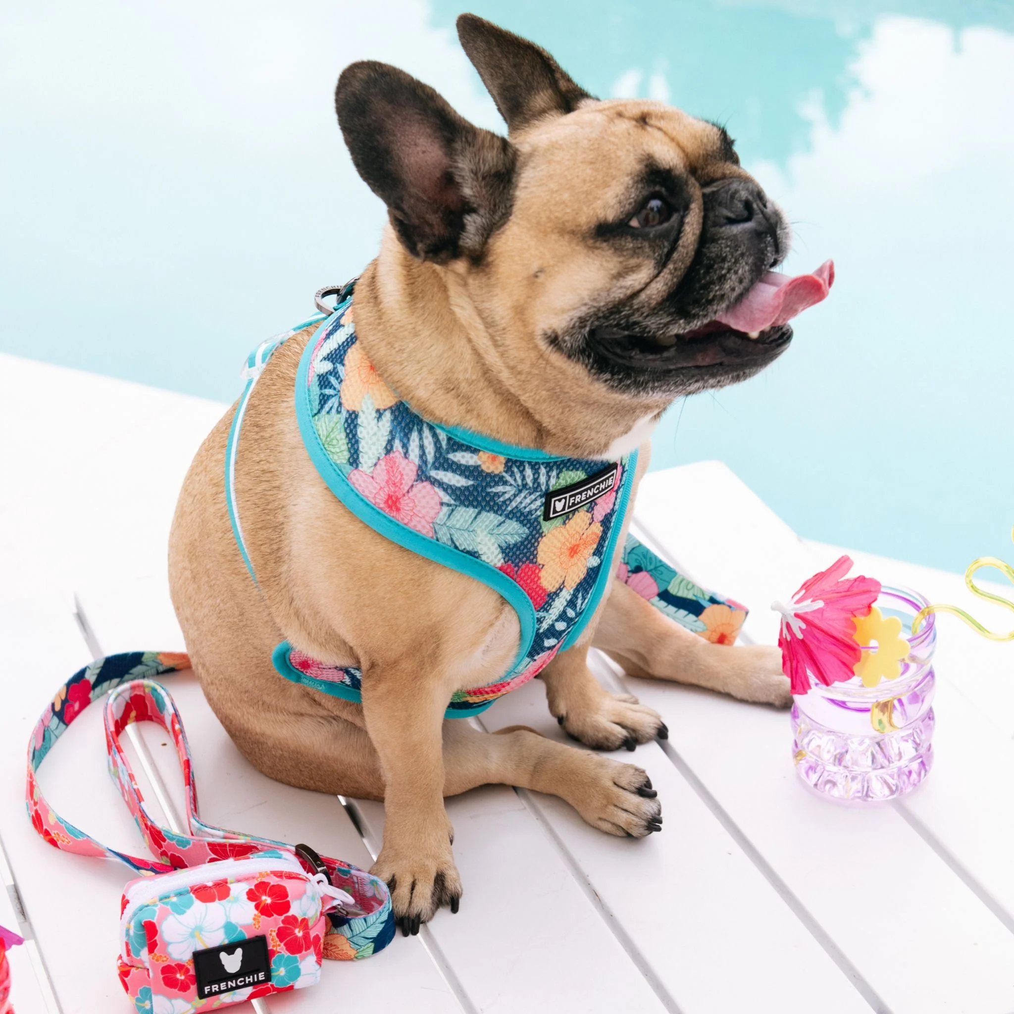 Frenchie Duo Reversible Harness - Paradise - Image 12