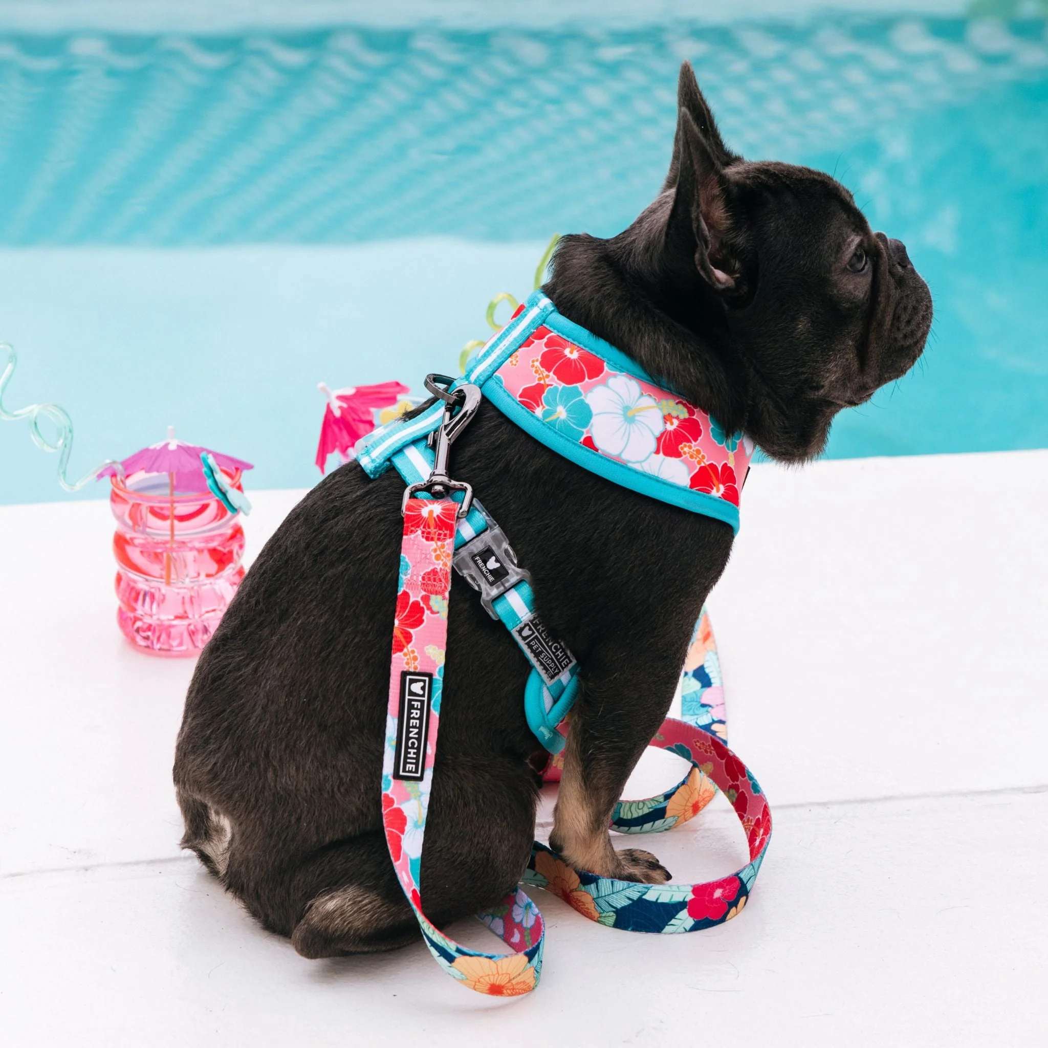 Frenchie Duo Reversible Harness - Paradise - Image 13