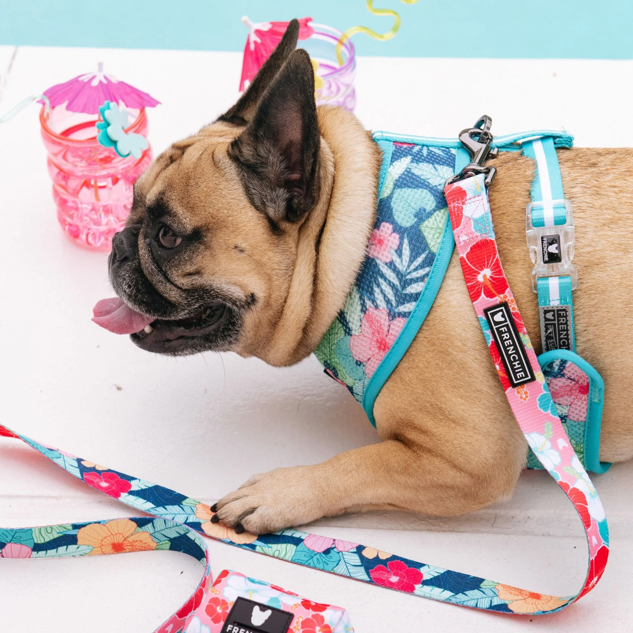 Frenchie Duo Reversible Harness - Paradise - Image 5