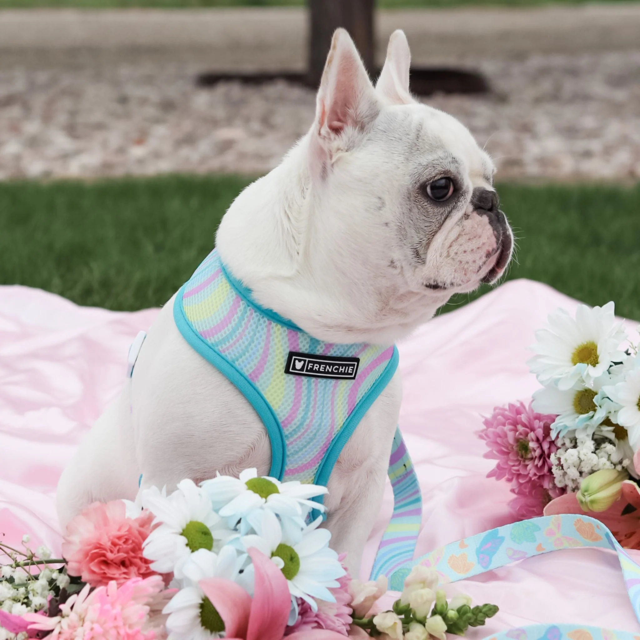 Frenchie Duo Reversible Harness - Pastel Butterfly - Image 3