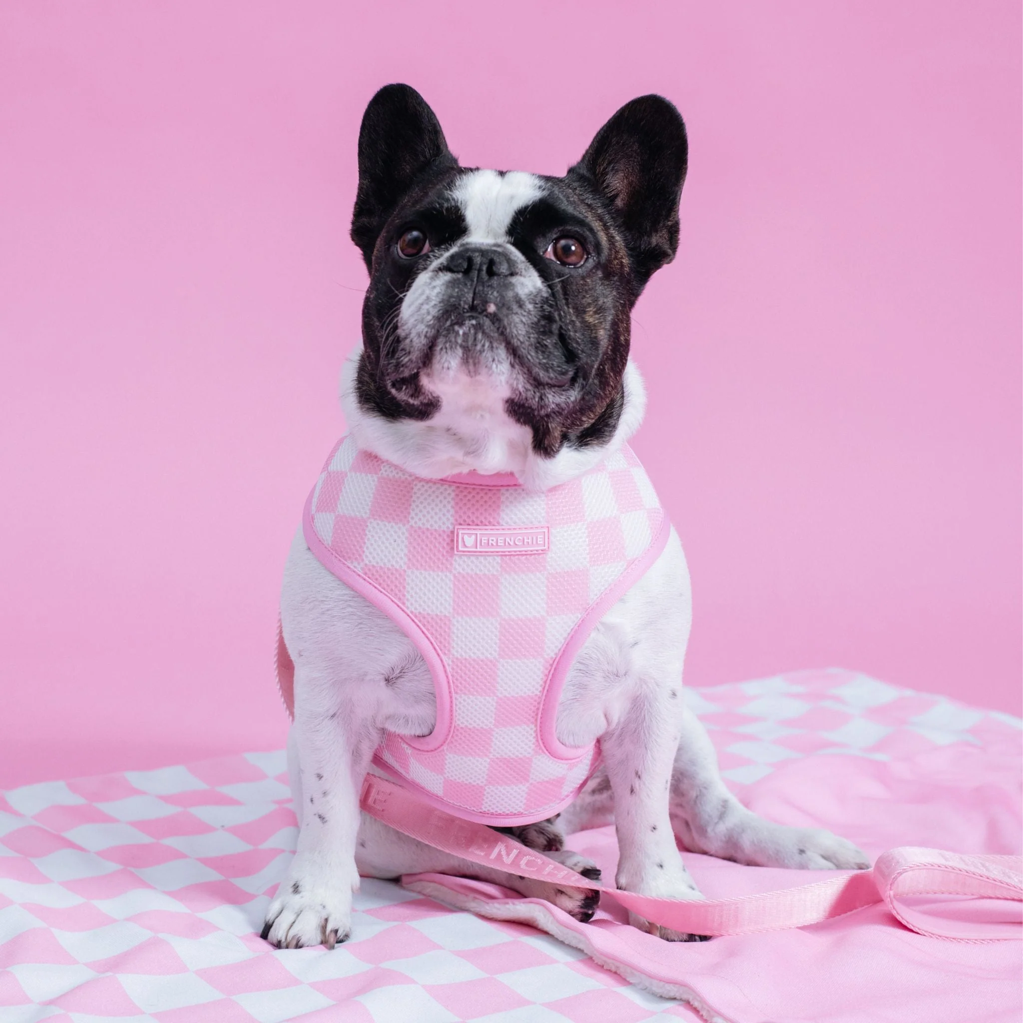 Frenchie Duo Reversible Harness - Pink Bubblegum - Image 6