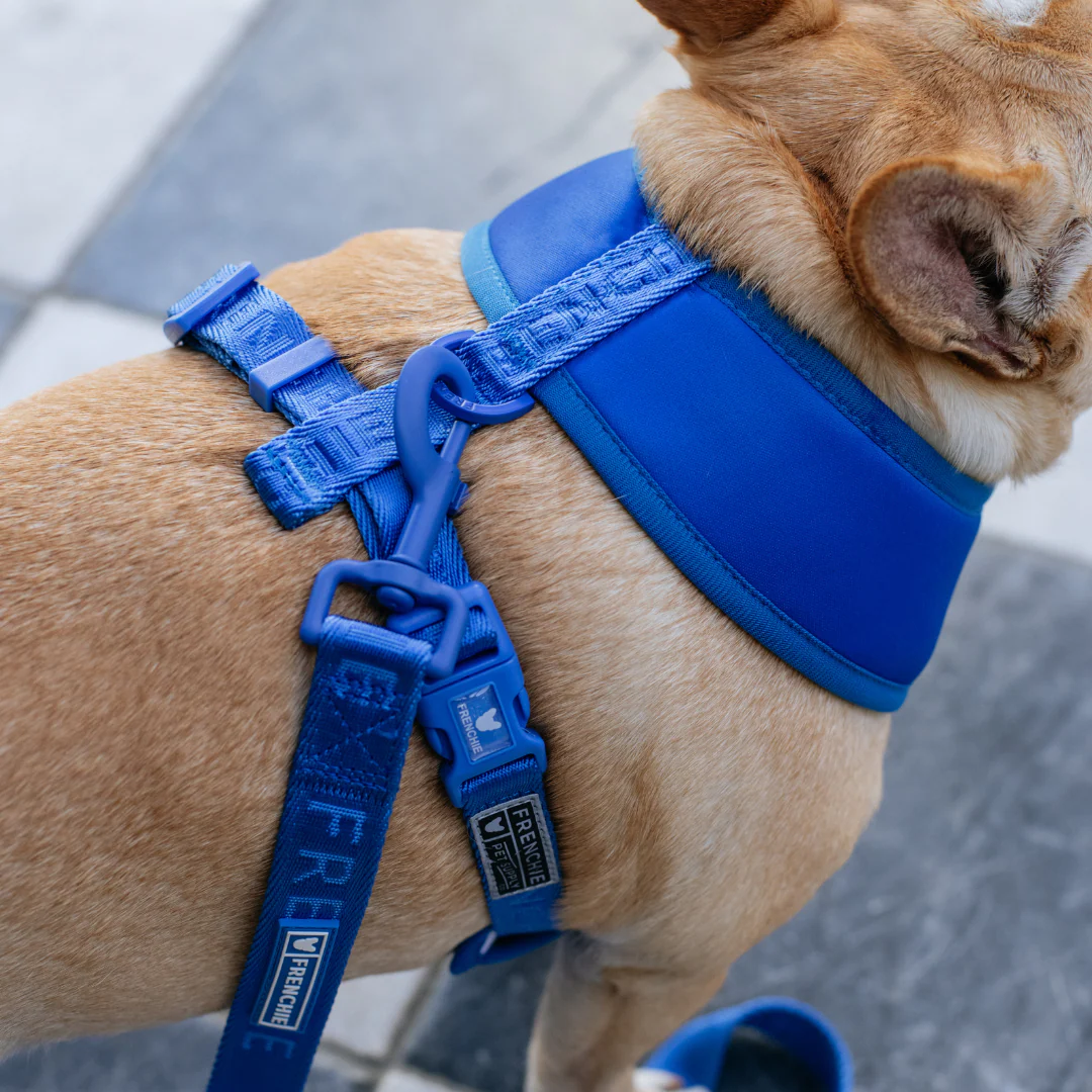 Frenchie Duo Reversible Harness - Royal Blue - Image 4