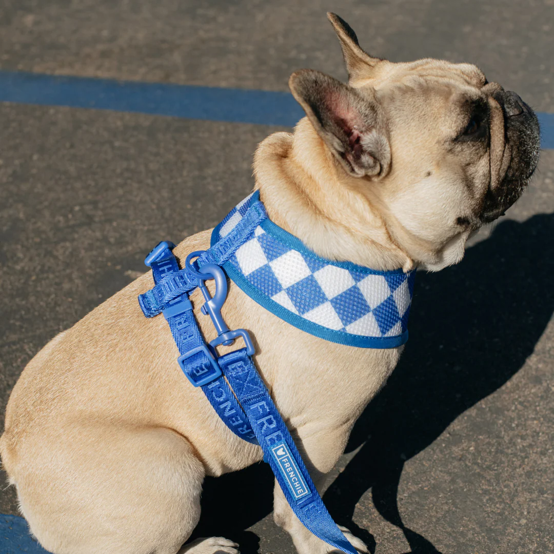Frenchie Duo Reversible Harness - Royal Blue - Image 7