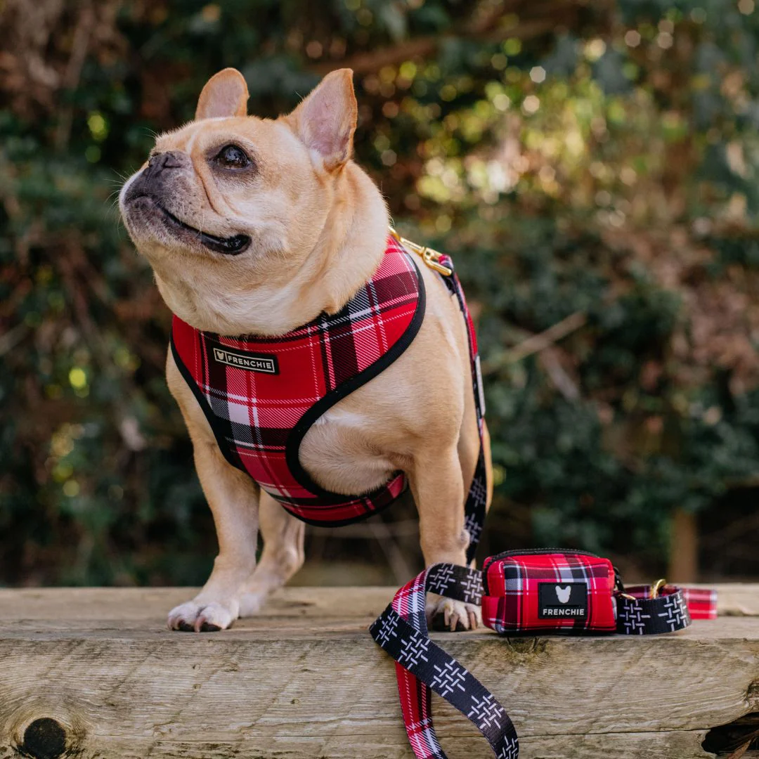 Frenchie Duo Reversible Harness - Scarlet Plaid - Image 6