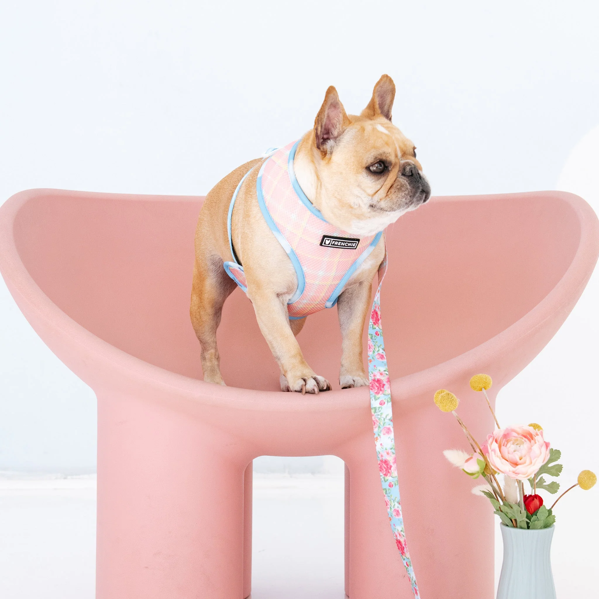 Frenchie Duo Reversible Harness - Secret Garden - Image 7
