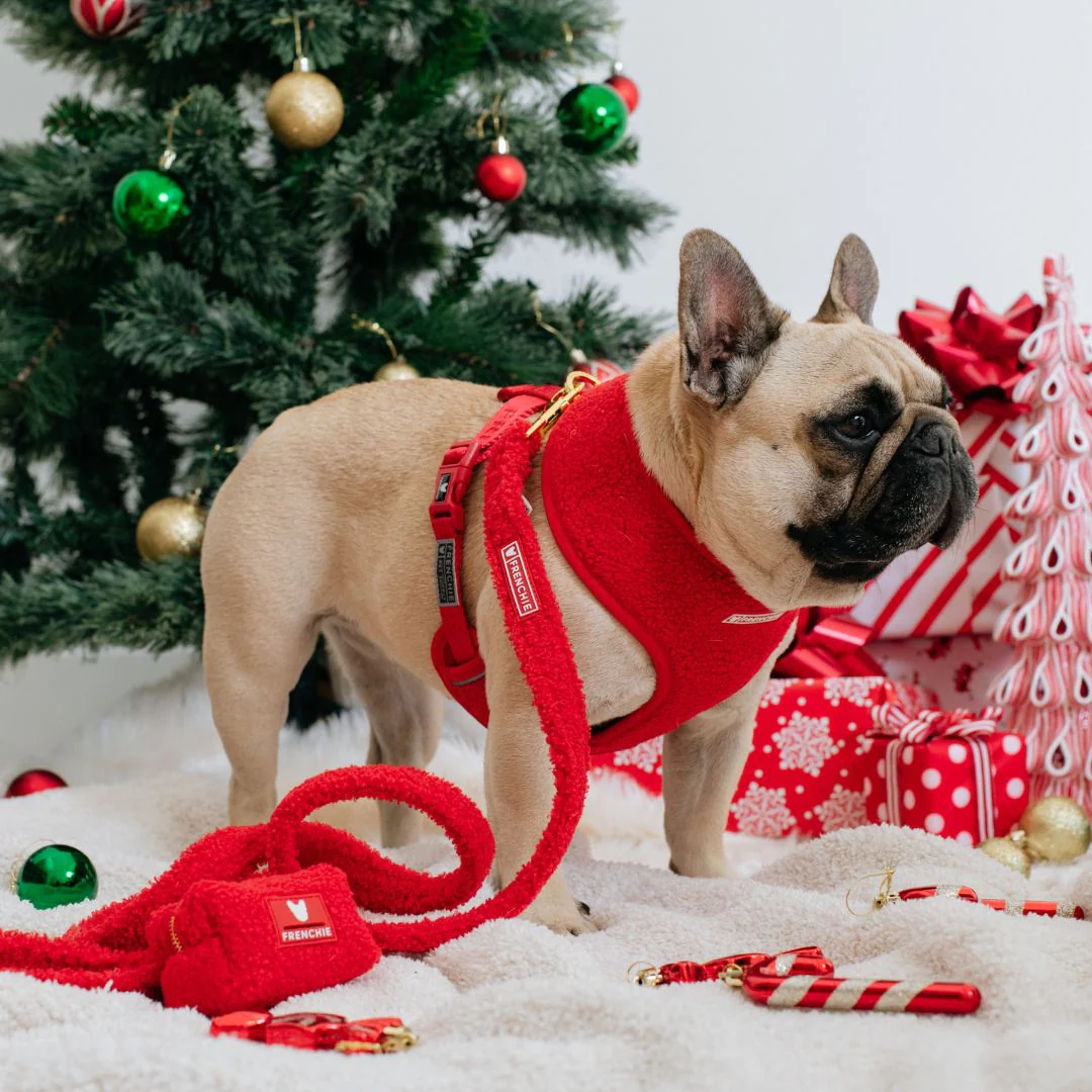 Frenchie Duo Reversible Harness - Teddy Red - Image 4