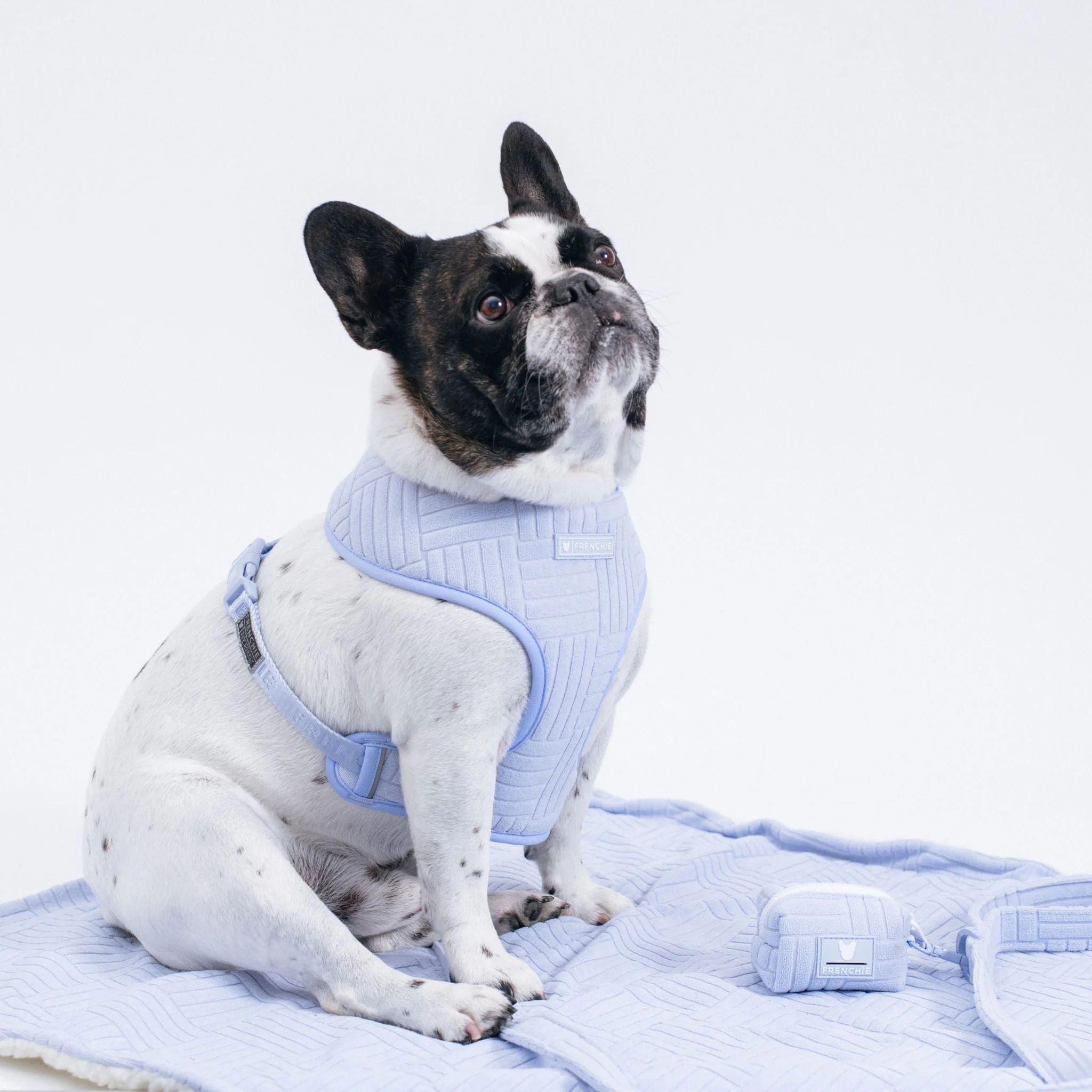 Frenchie Duo Reversible Harness - Terry (Blue) - Image 6