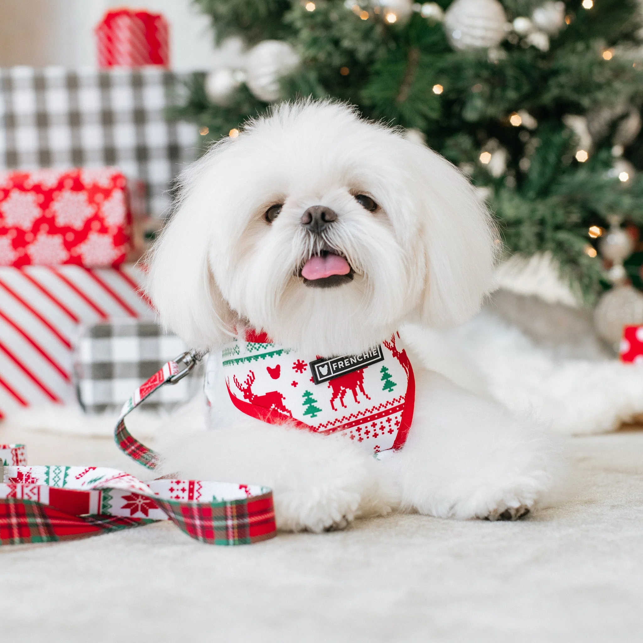 Frenchie Duo Reversible Harness - Tis The Season - Image 2