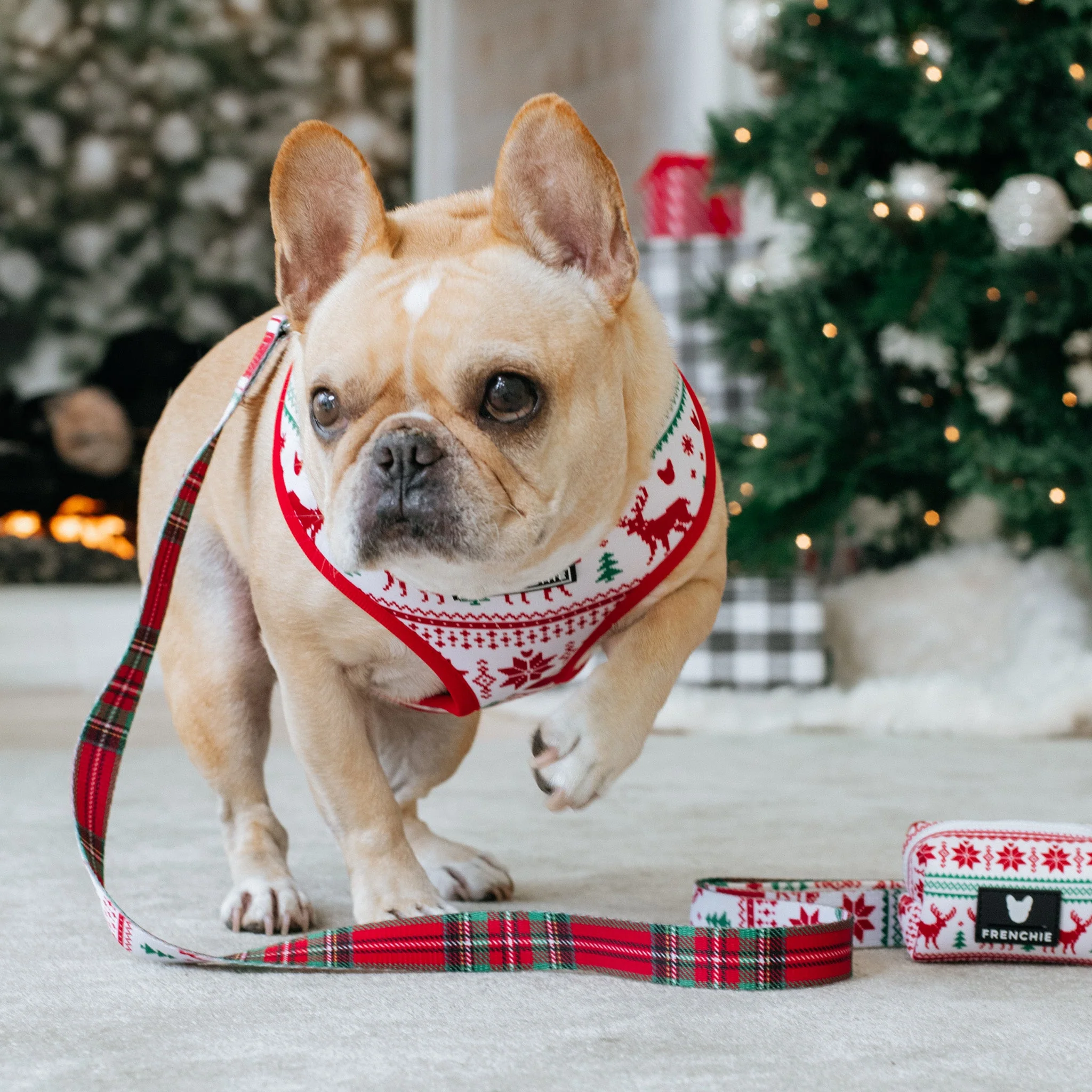 Frenchie Duo Reversible Harness - Tis The Season - Image 5