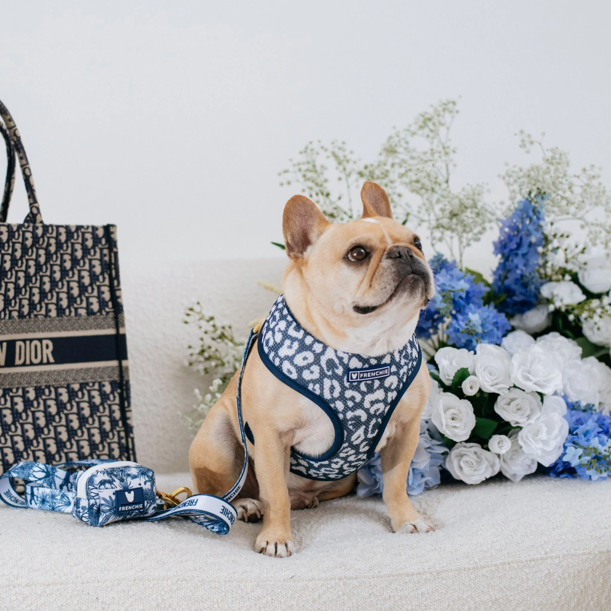Frenchie Duo Reversible Harness - Toile (Blue) - Image 7