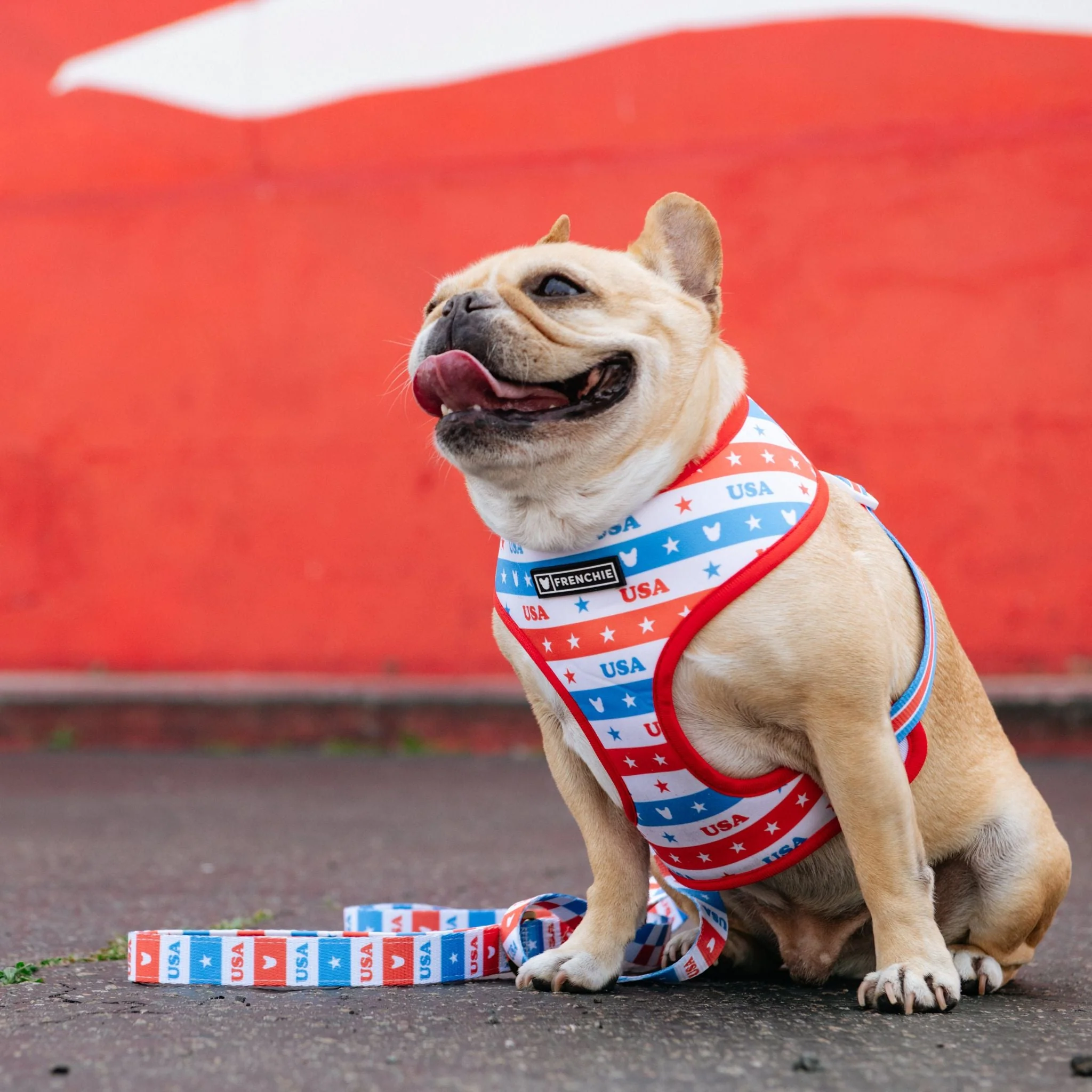 Frenchie Duo Reversible Harness - USA - Image 3