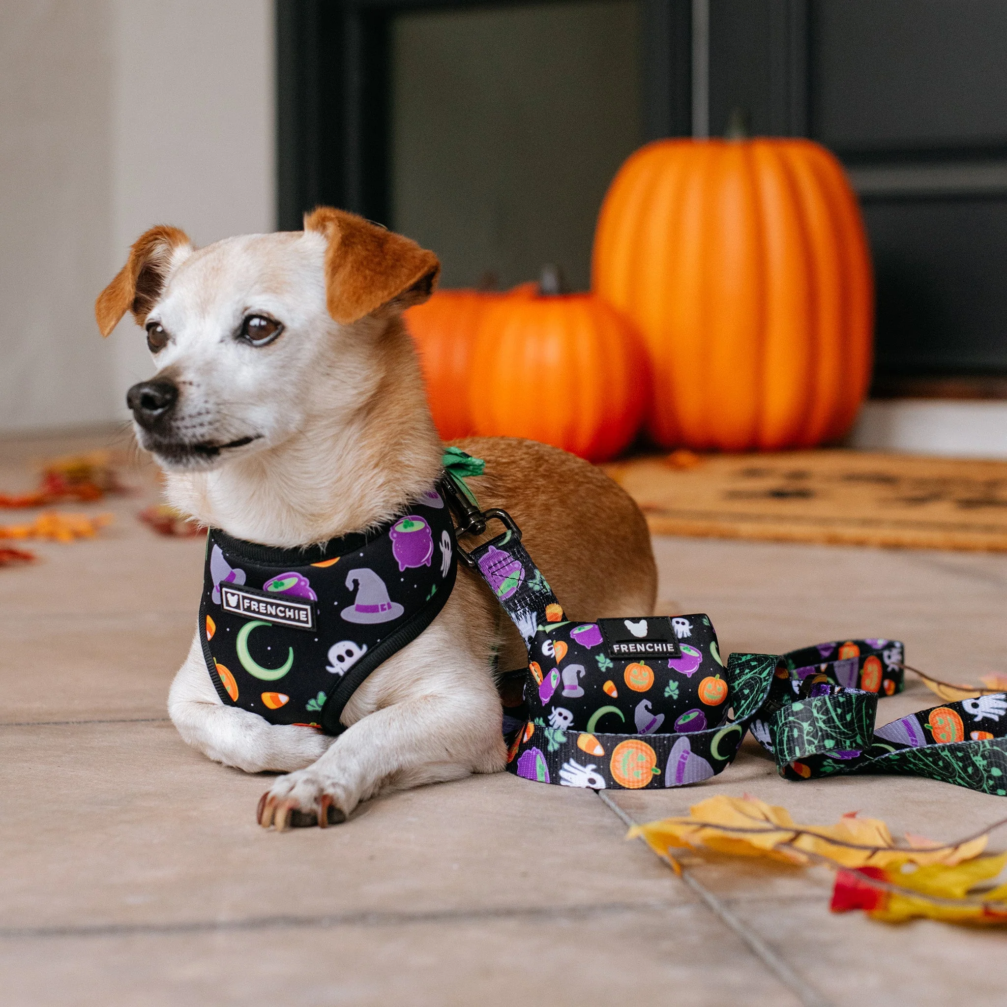 Frenchie Duo Reversible Harness - Witches Brew (Black) - Image 4
