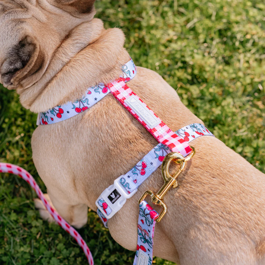 Frenchie Strap Harness - Cherries Blue - Image 2