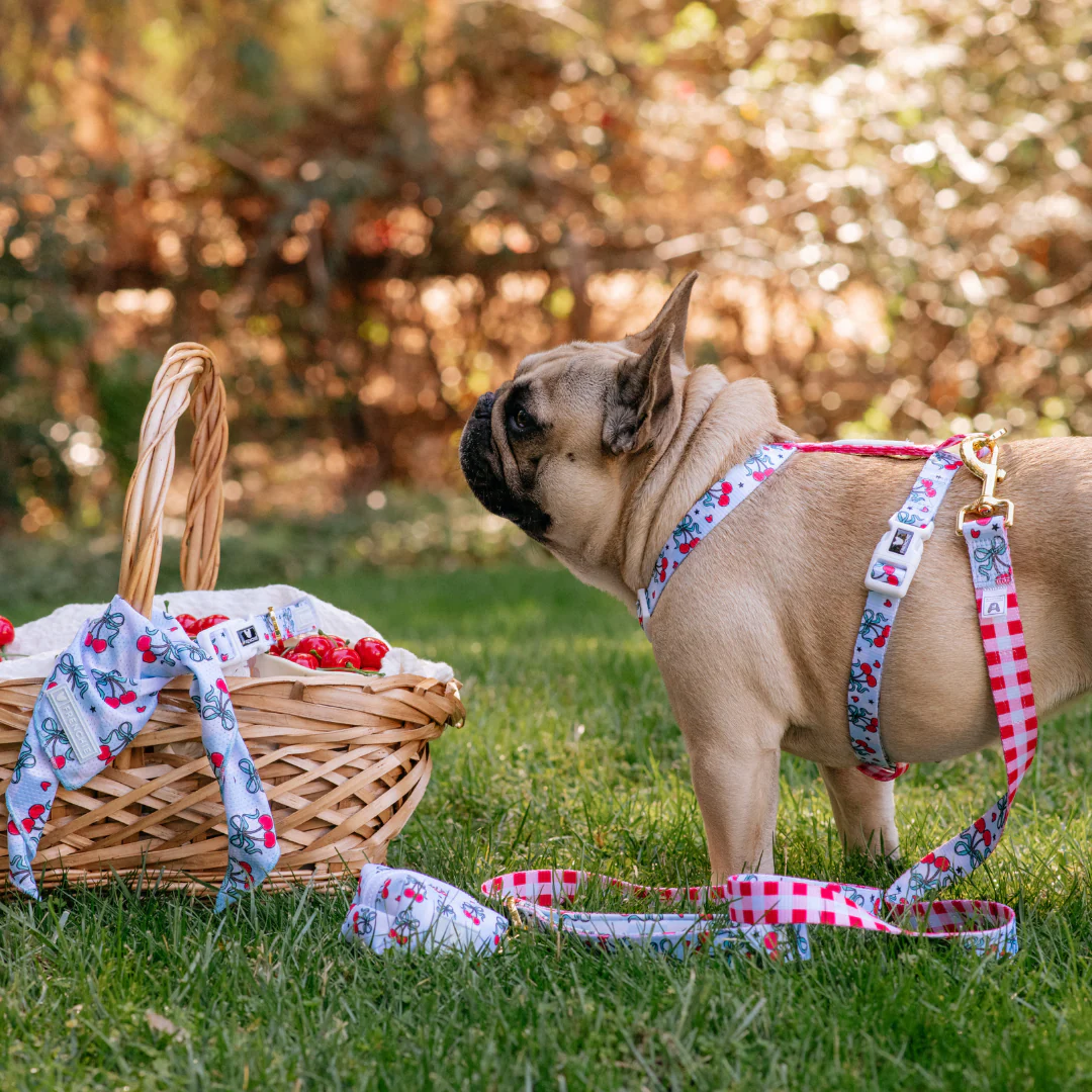Frenchie Strap Harness - Cherries Blue - Image 3