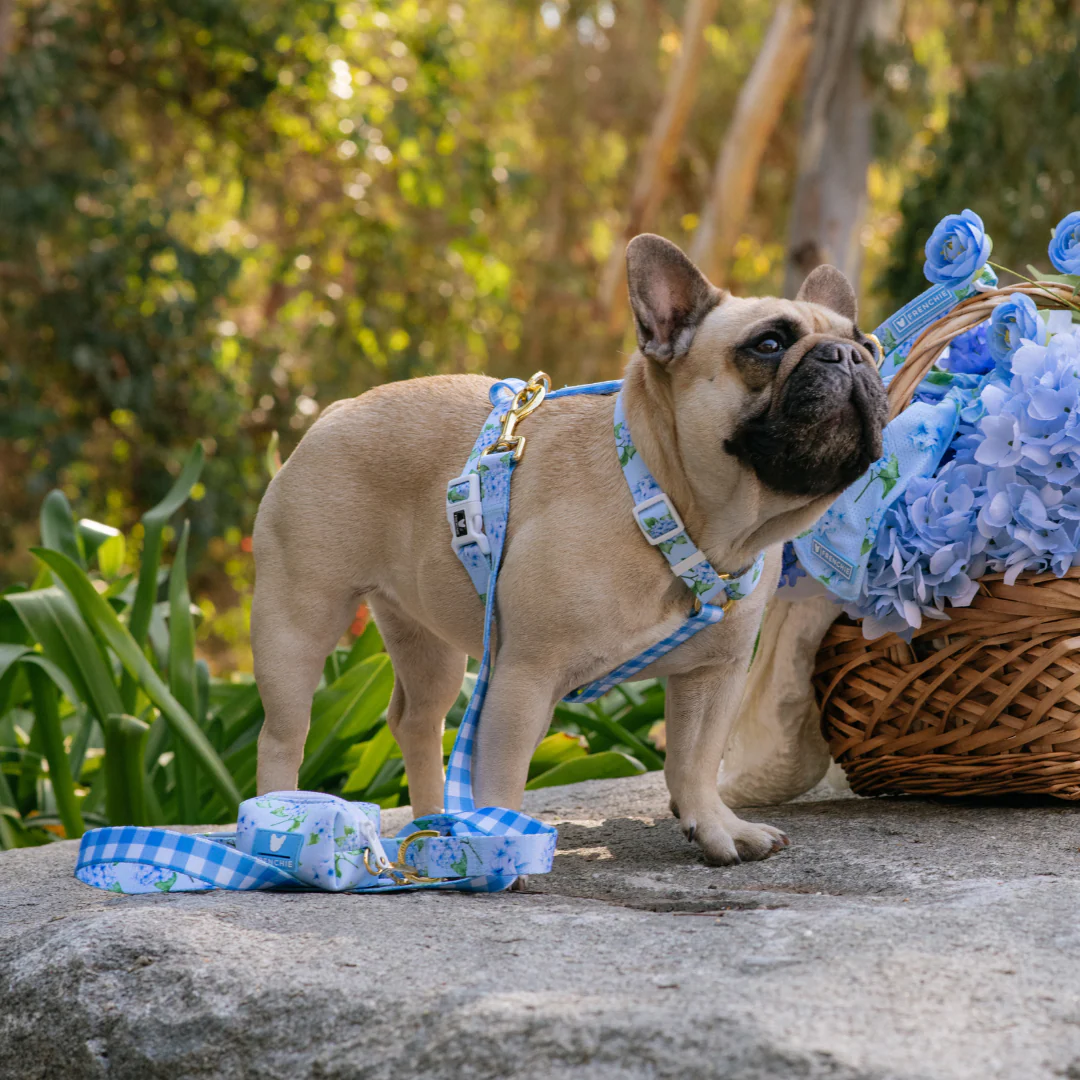 Frenchie Strap Harness - Hydrangea - Image 3