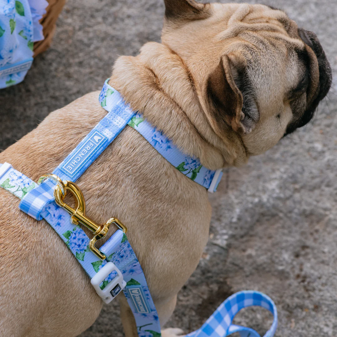 Frenchie Strap Harness - Hydrangea - Image 4