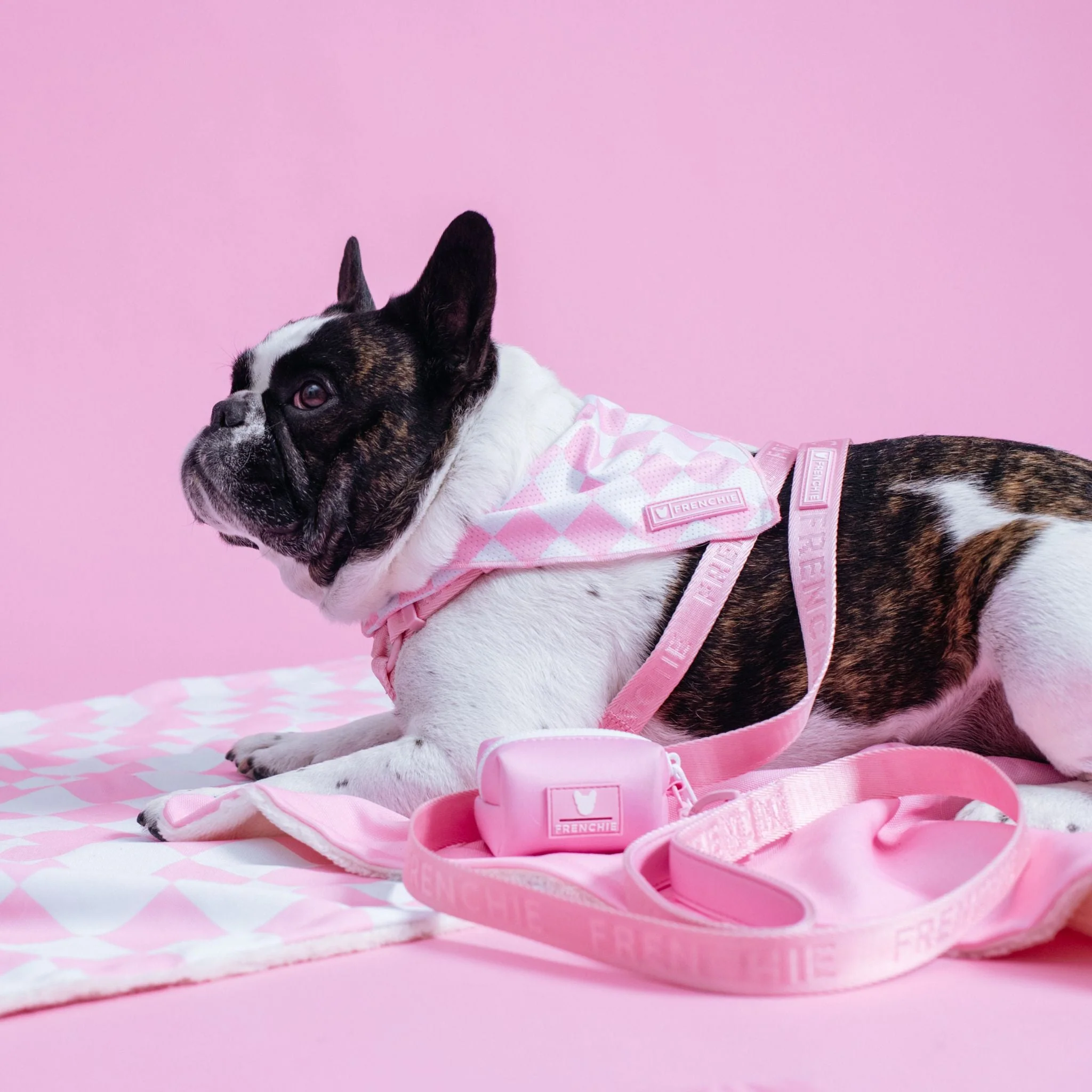 Frenchie Strap Harness - Pink Bubblegum - Image 3