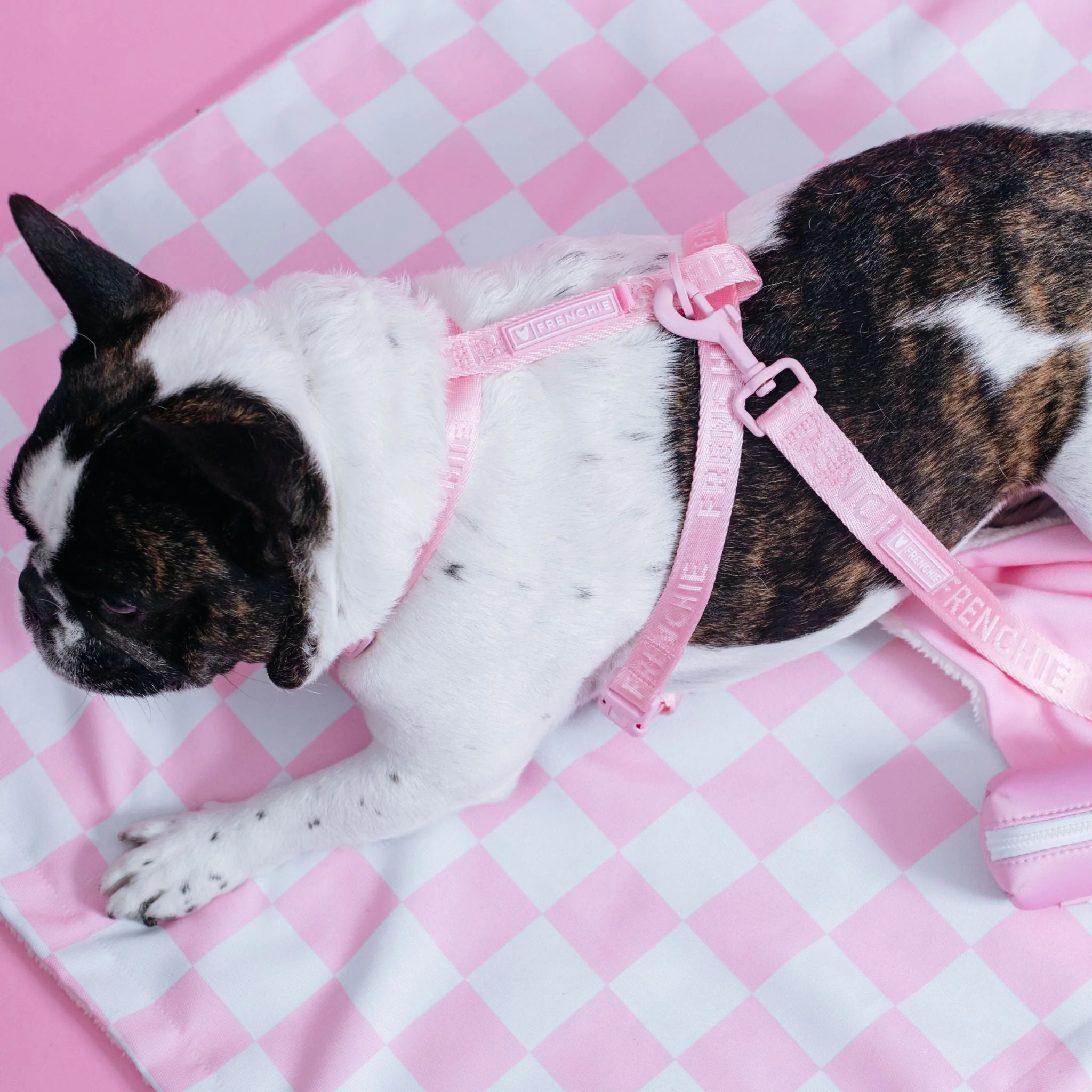 Frenchie Strap Harness - Pink Bubblegum - Image 4
