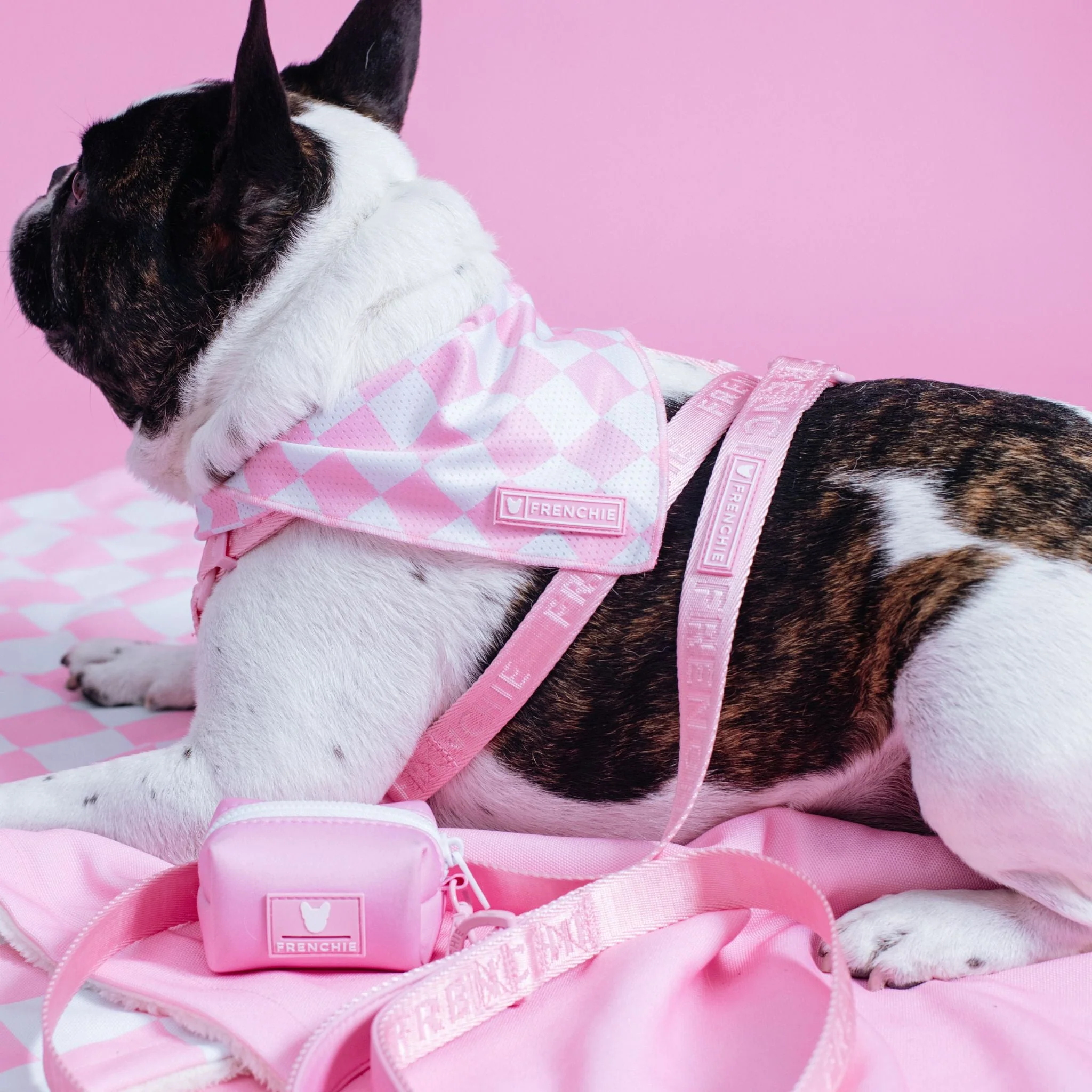 Frenchie Strap Harness - Pink Bubblegum - Image 5