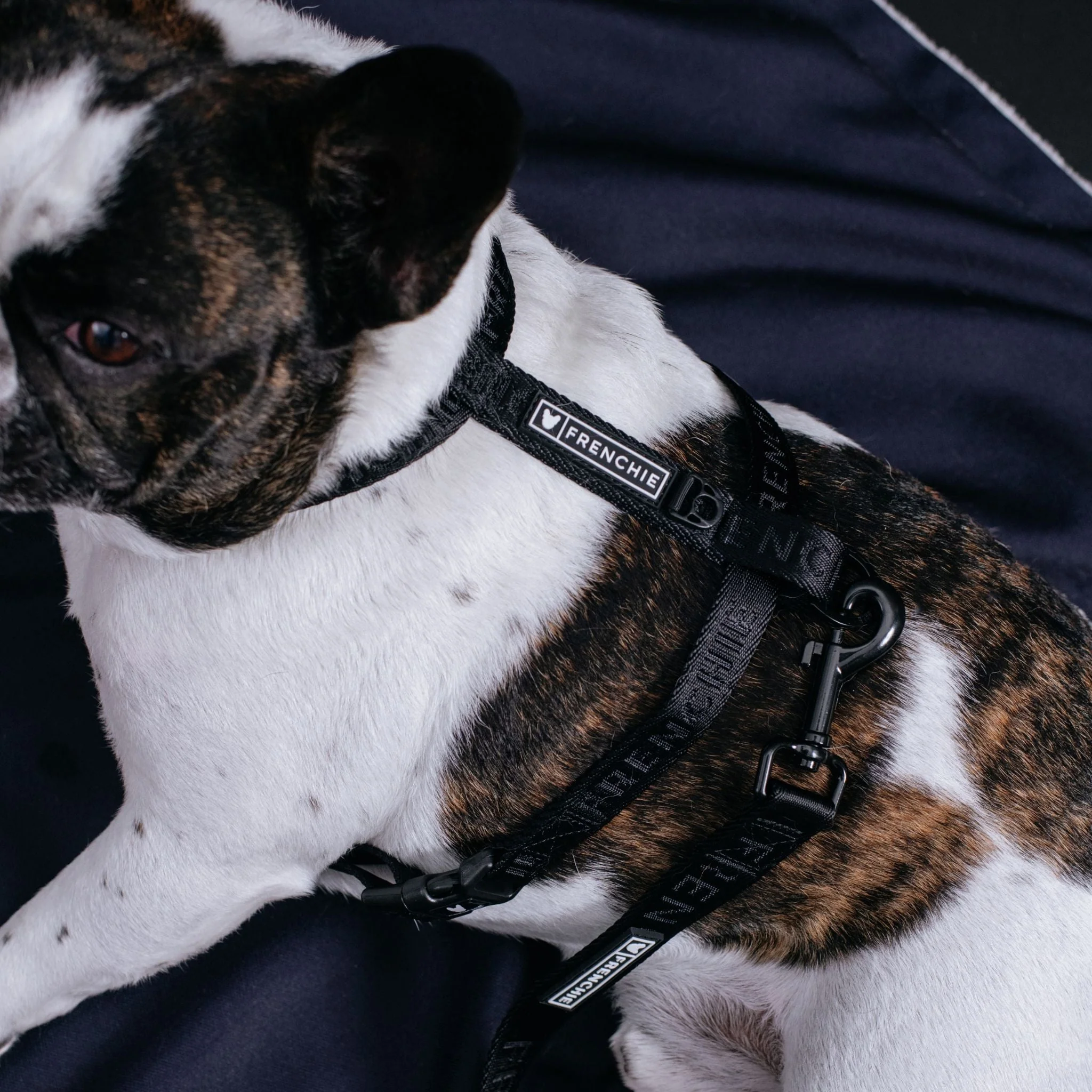 Frenchie Strap Harness - Solid Black - Image 3