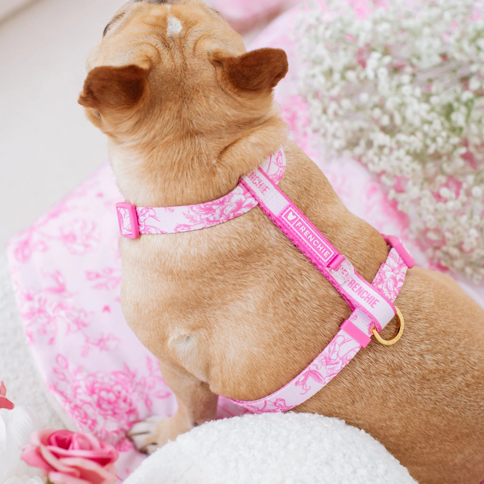 Frenchie Strap Harness - Toile (Pink) - Image 3