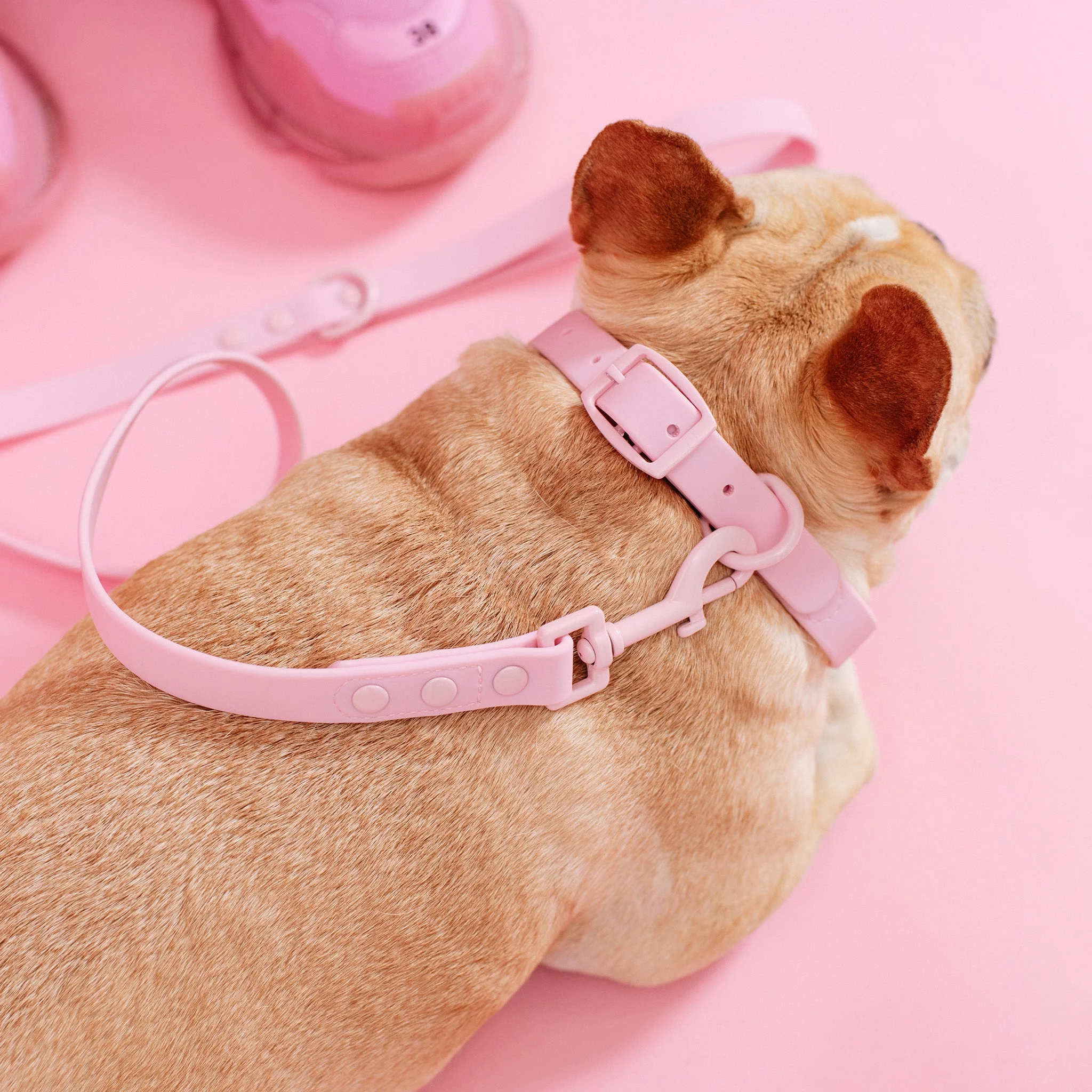 Frenchie Waterproof Collar - Pink Bubblegum - Image 5