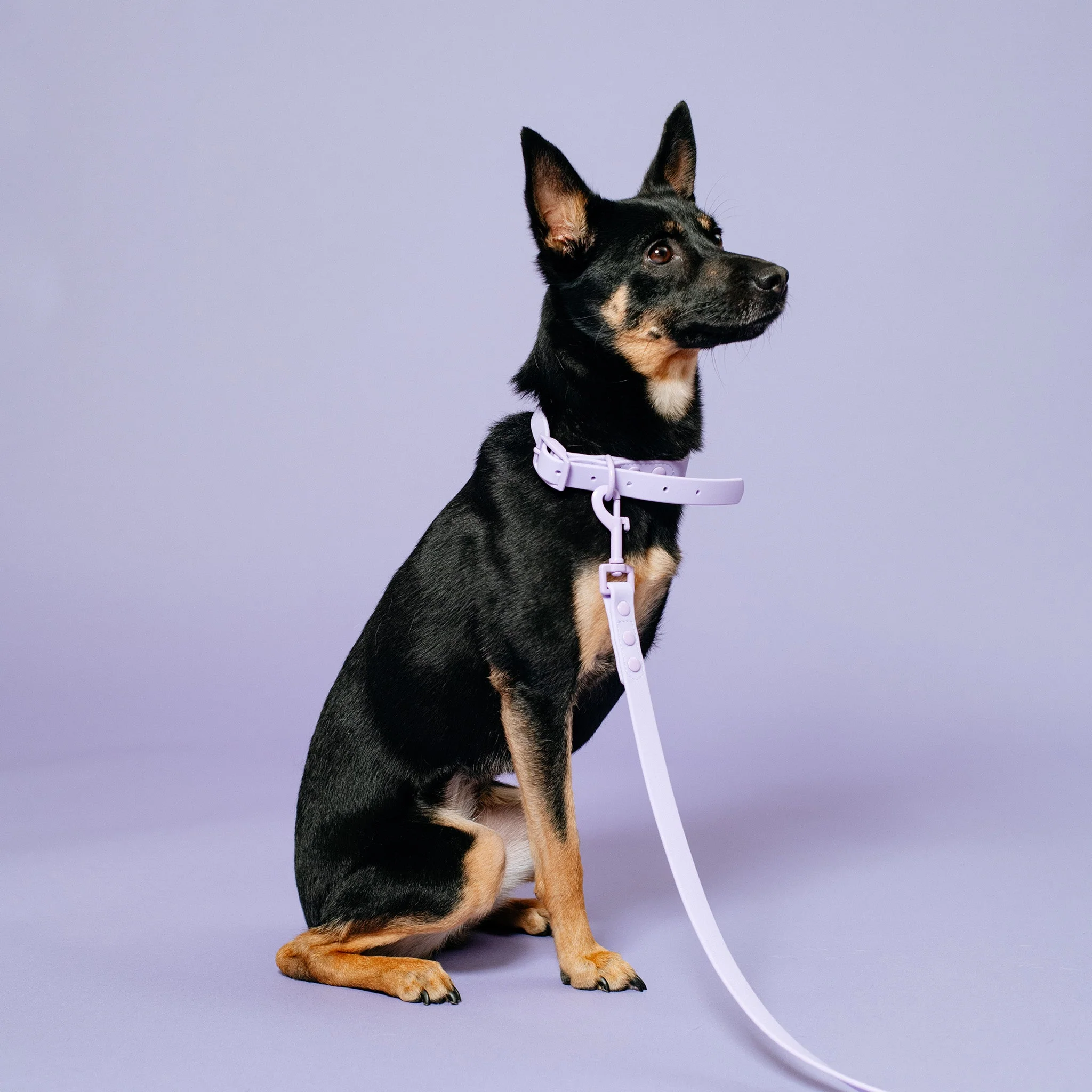 Frenchie Waterproof Collar - Violet - Image 3