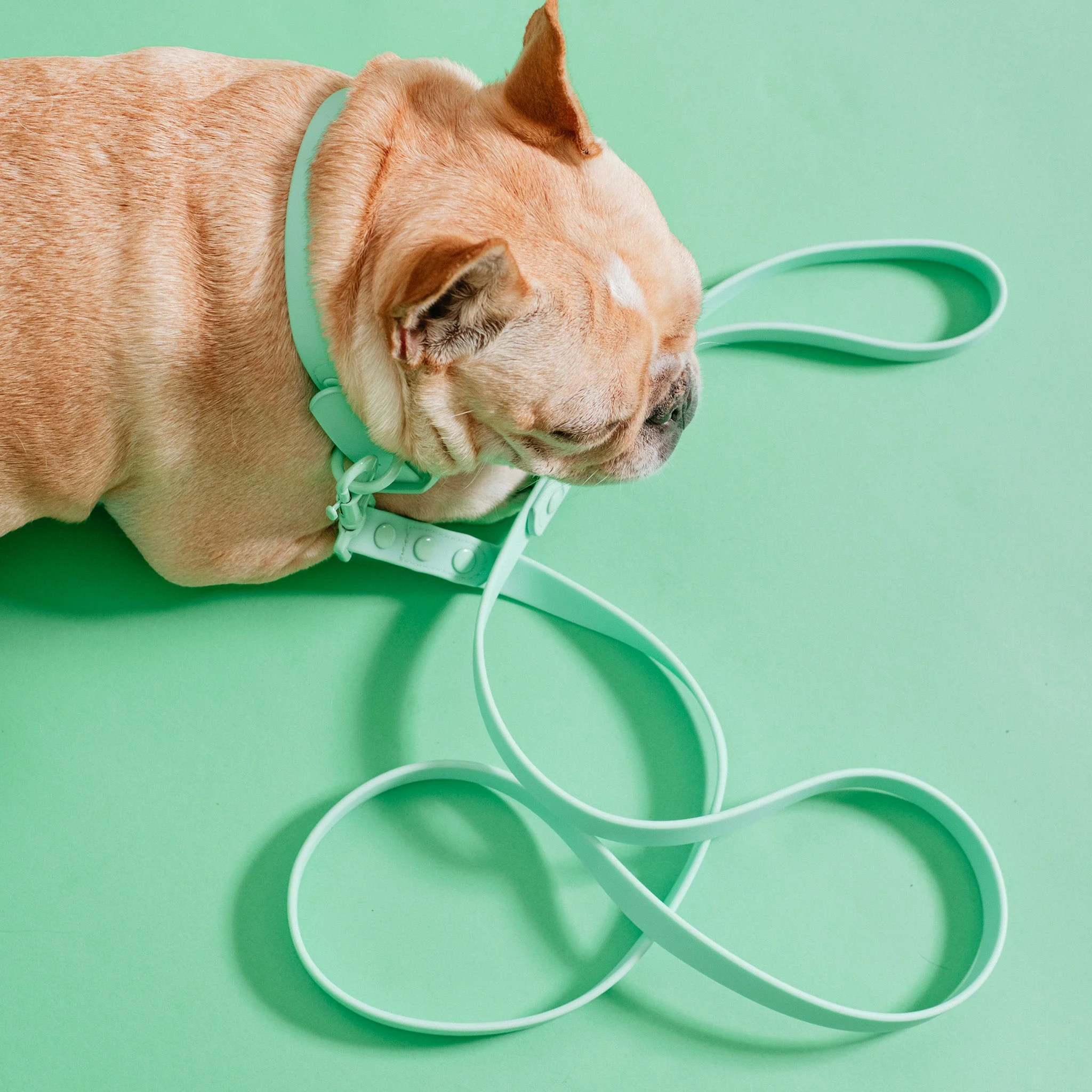 Frenchie Waterproof Leash - Mint Green - Image 2
