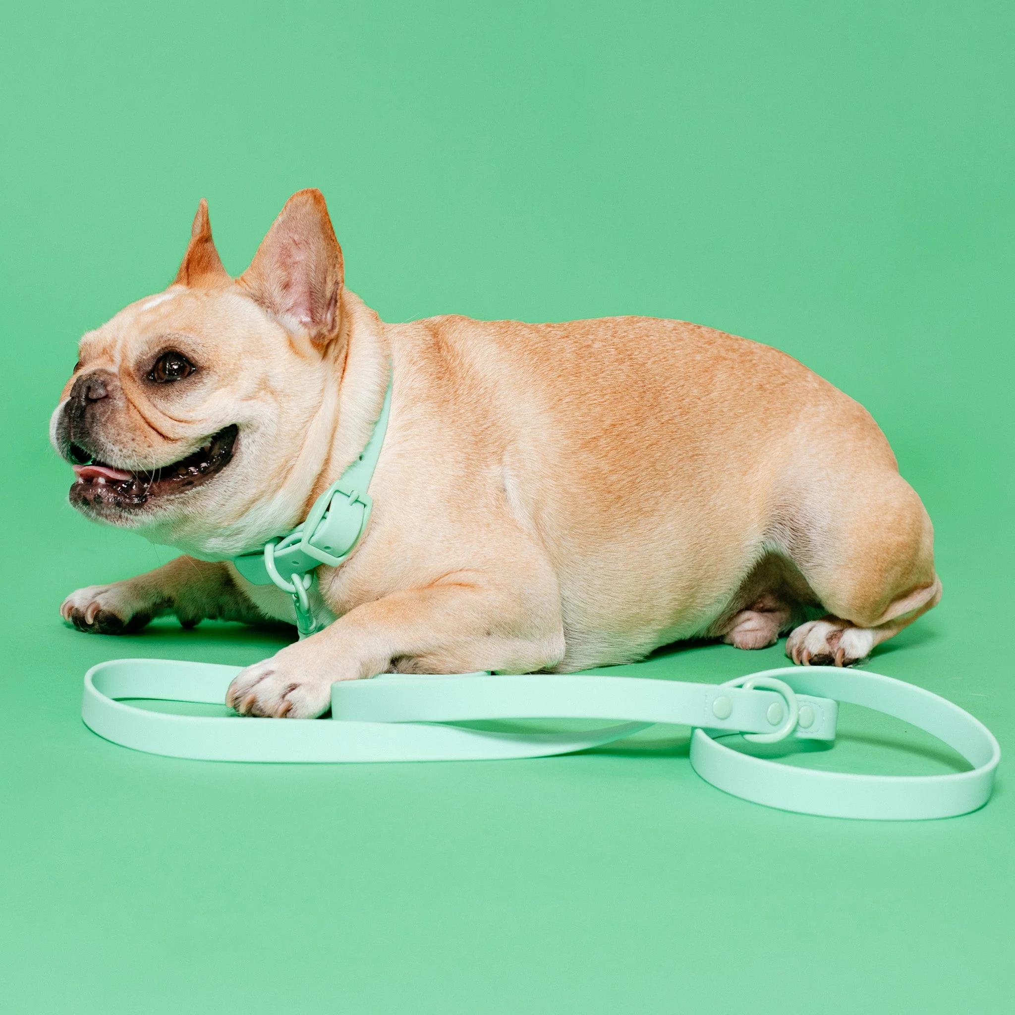 Frenchie Waterproof Leash - Mint Green - Image 8