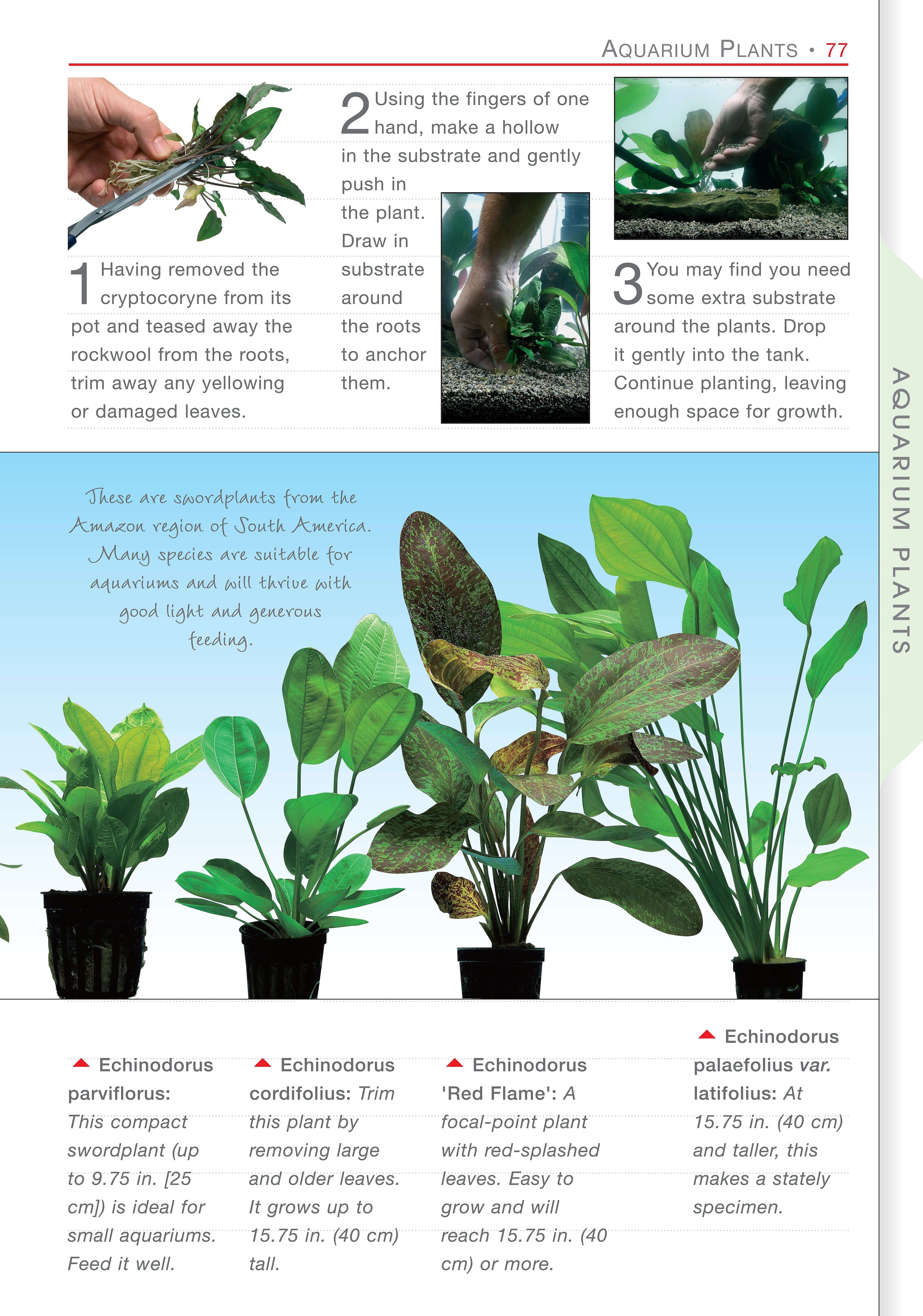 Freshwater Aquariums - Image 2