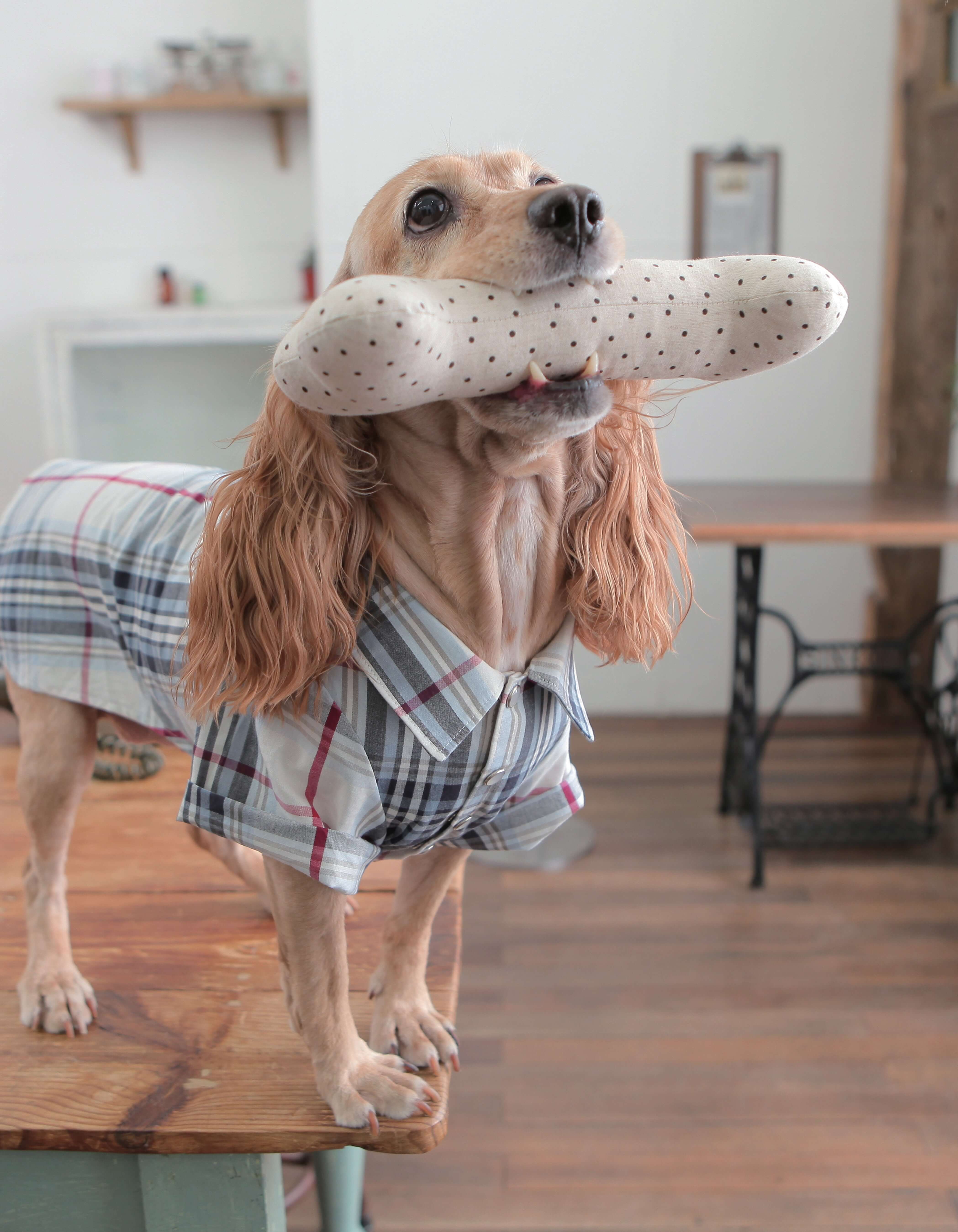 Fun Accessories to Sew for Your Dog - Image 2