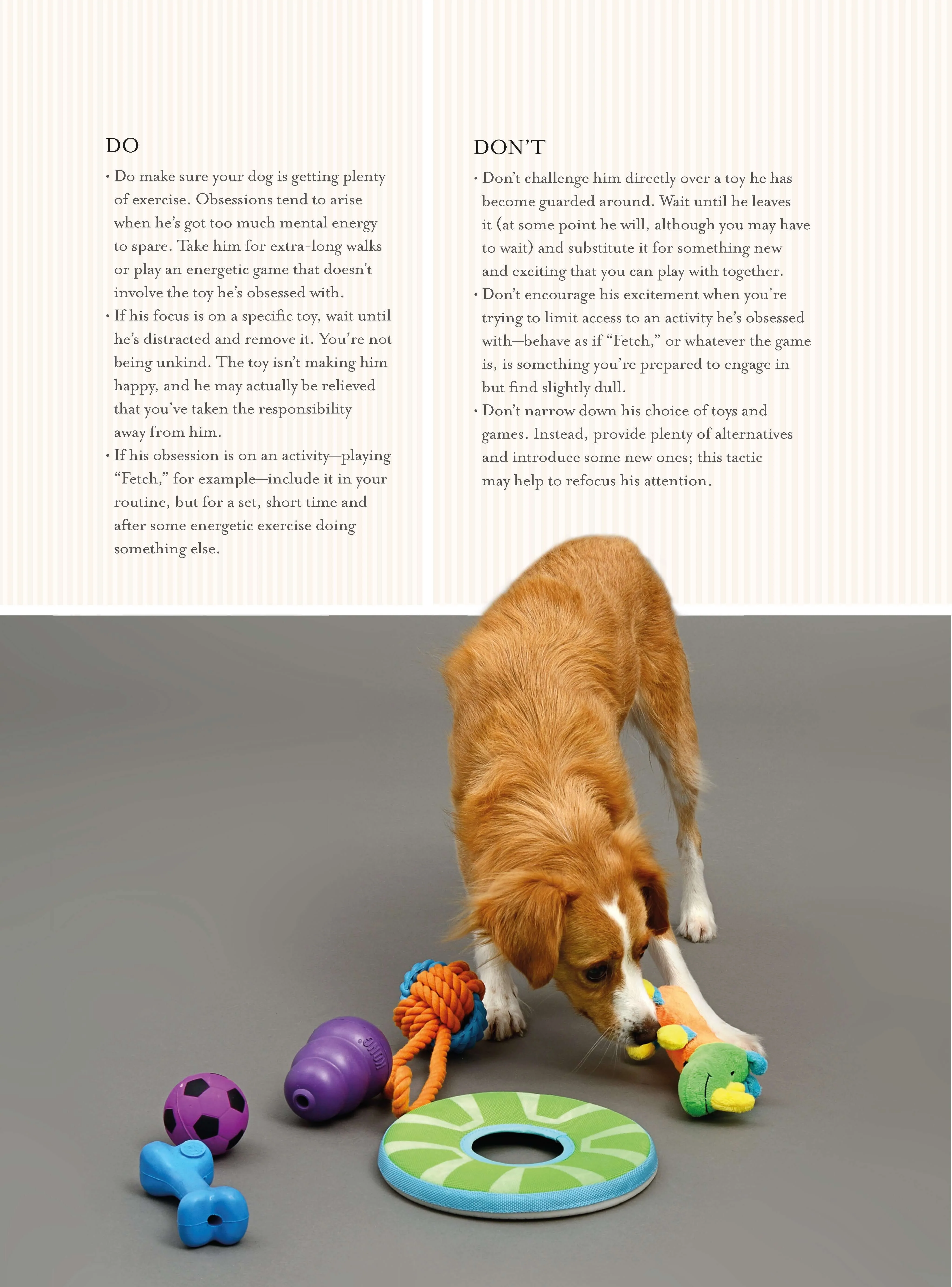 Fun & Games for a Smarter Dog - Image 3