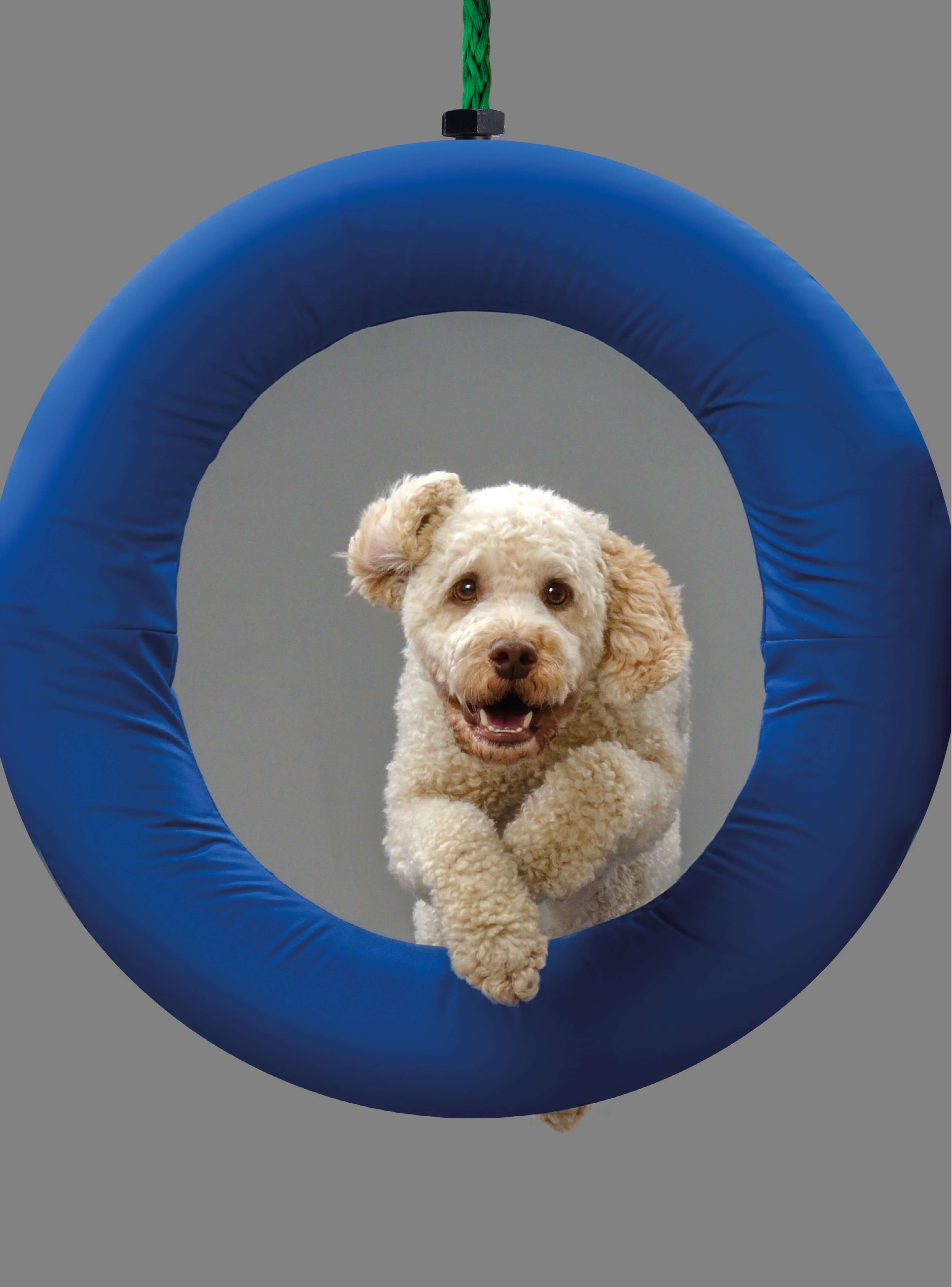 Fun & Games for a Smarter Dog - Image 6