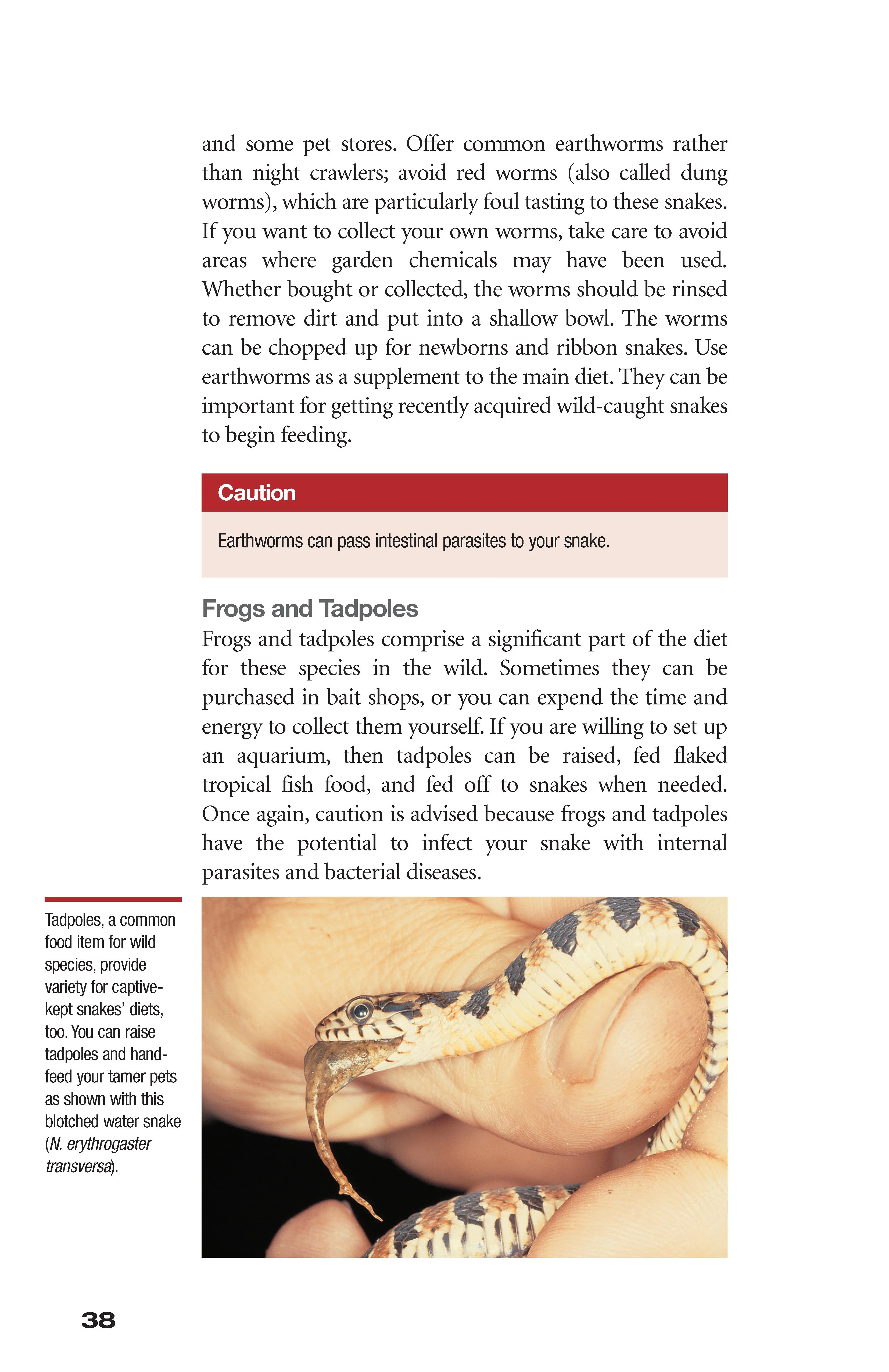Garter Snakes and Water Snakes - Image 3